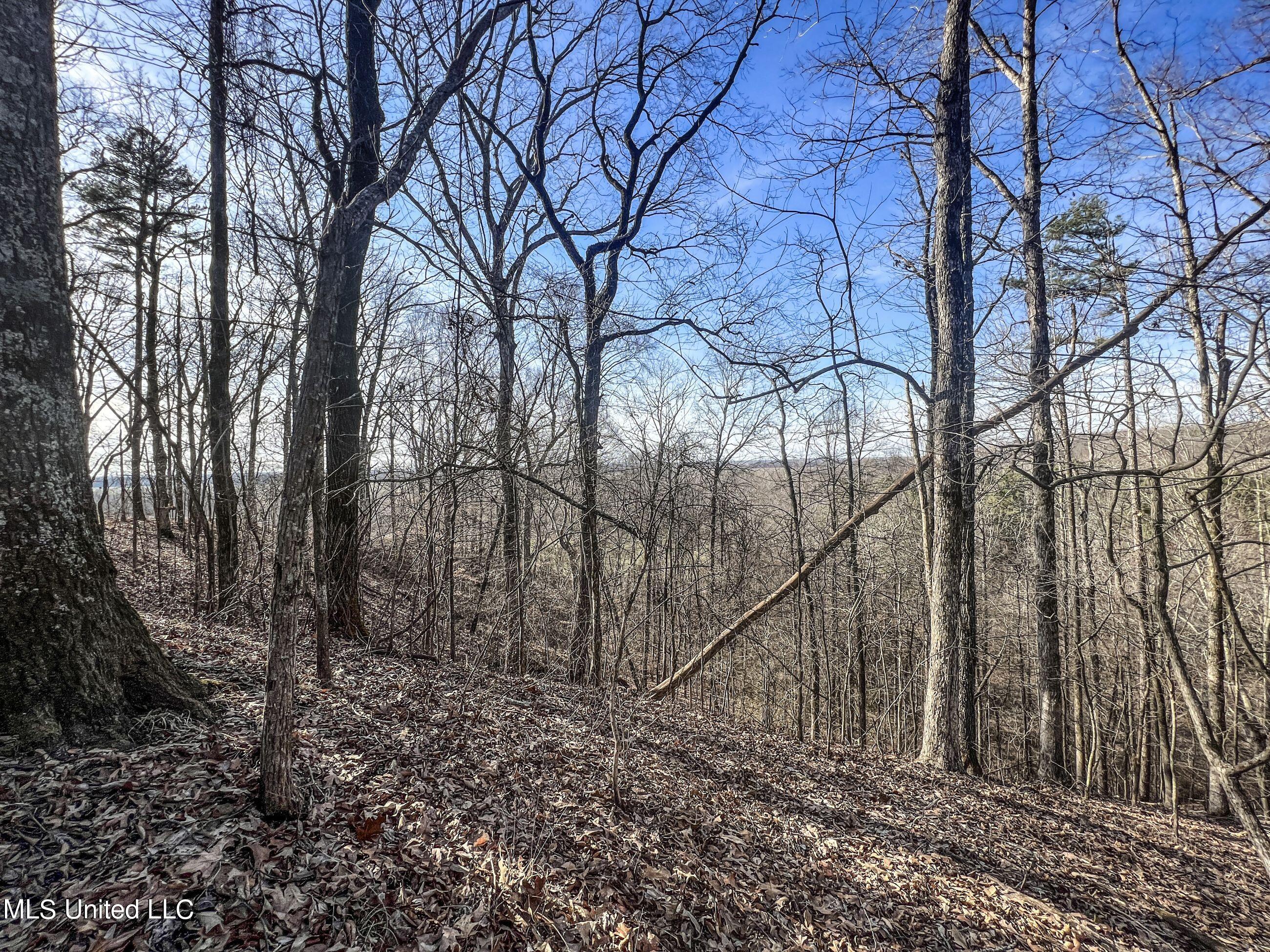 81 Cascilla Road Holcomb, MS 38940 - Photo 95 of 119 4prgv87
