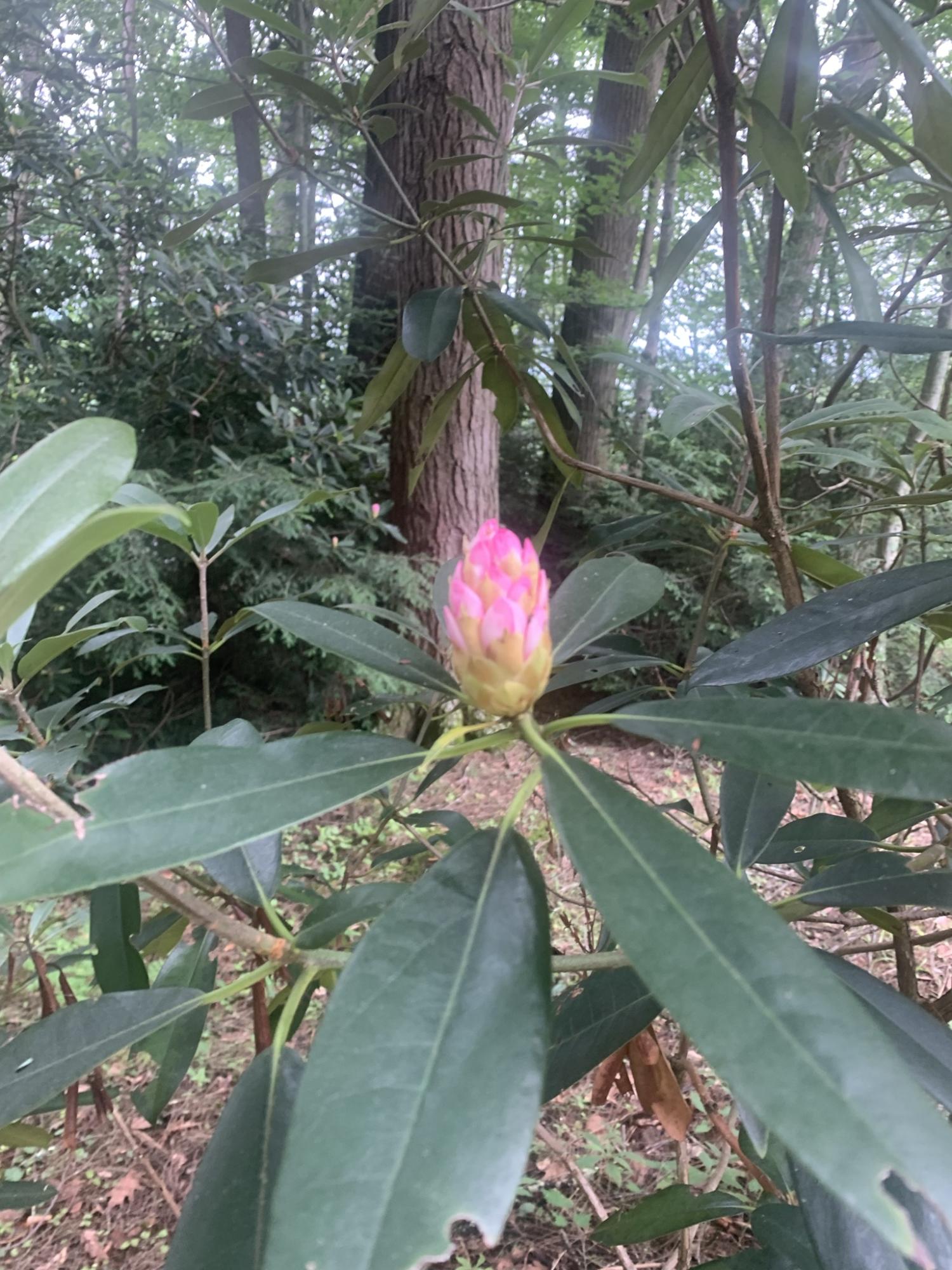 274 Ripshin Lake Road Roan Mountain, TN 37687 - Photo 10 of 62 bloom bud