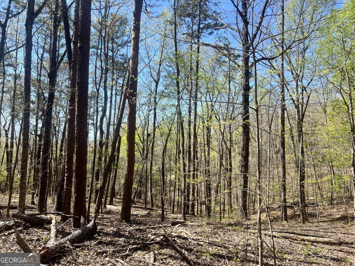 Lot 93 Doll Mountain Road Ellijay, GA 30540 - Photo 1 of 10 a view of outdoor space with lots of trees