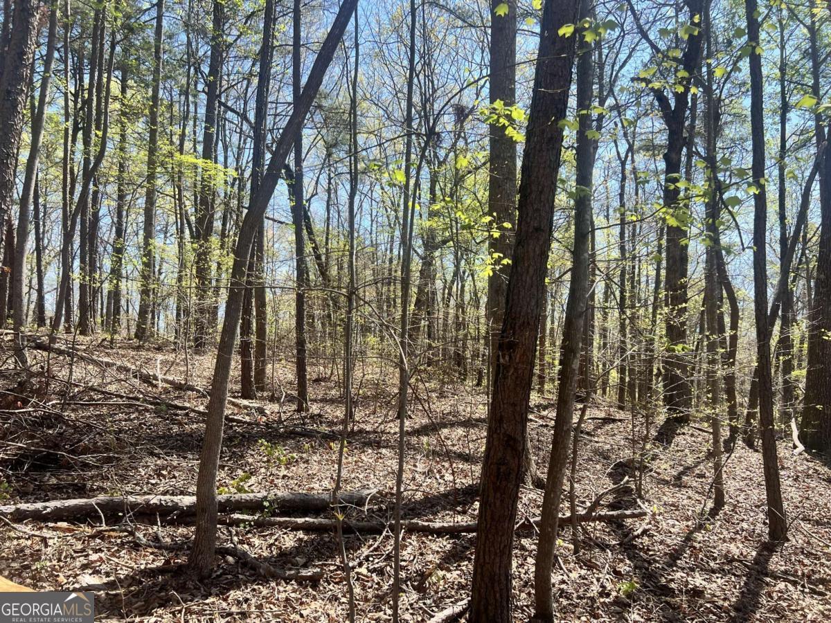 Lot 93 Doll Mountain Road Ellijay, GA 30540 - Photo 3 of 10 a view of a forest