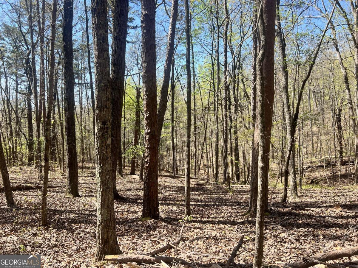Lot 93 Doll Mountain Road Ellijay, GA 30540 - Photo 5 of 10 a view of a garden
