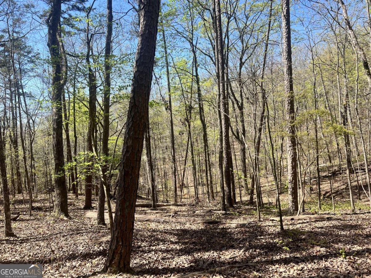 Lot 93 Doll Mountain Road Ellijay, GA 30540 - Photo 7 of 10 a view of a yard with trees