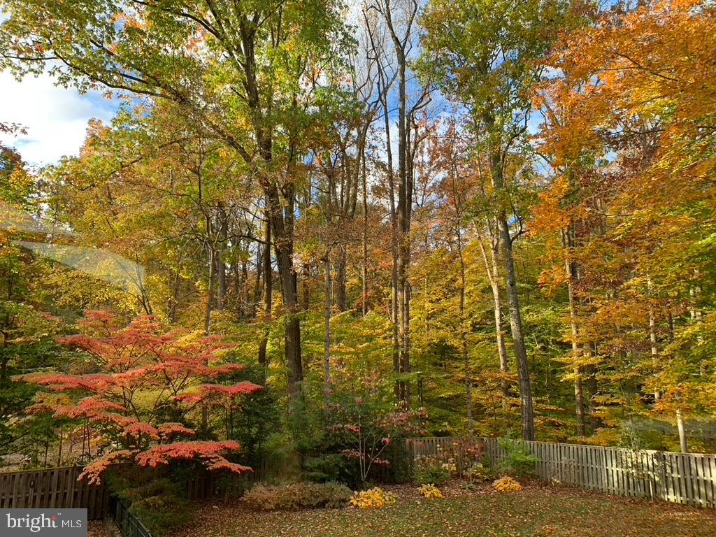 6904 Carmichael Avenue Bethesda, MD 20817 - Photo 12 of 16 a view of a yard