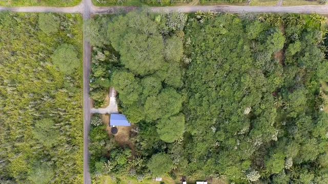 a view of a yard with plants