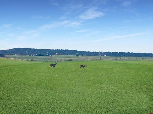 a view of a big yard with a table and a chair