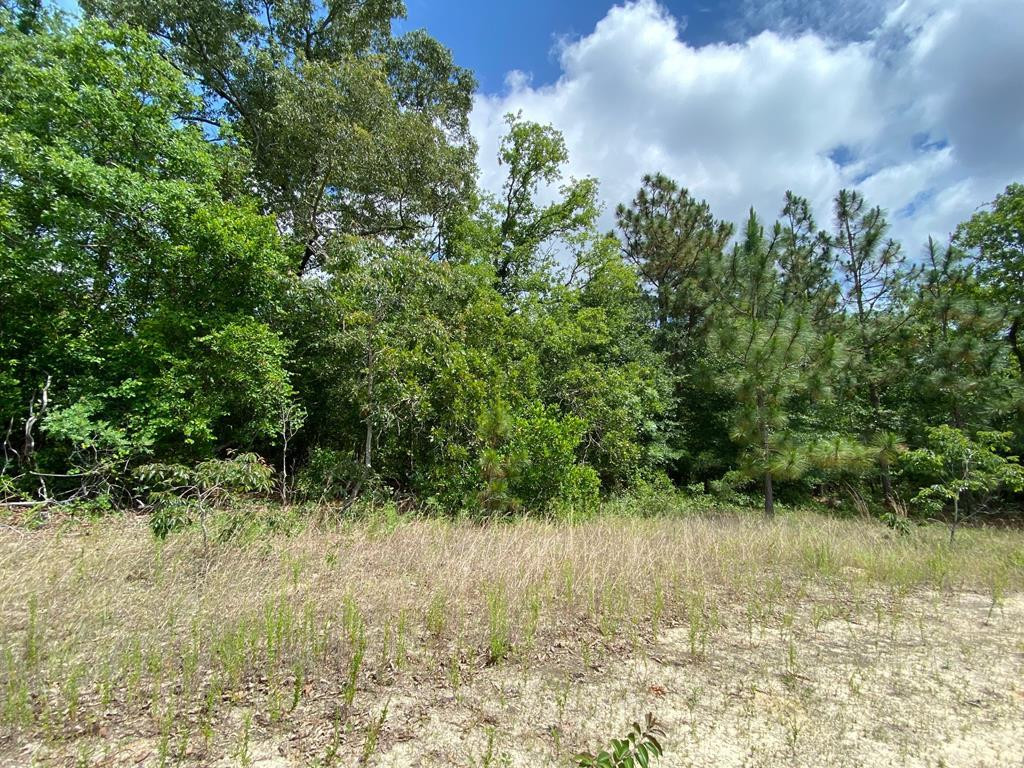 13.962-acr State Park Road Windsor, SC 29856 - Photo 4 of 9