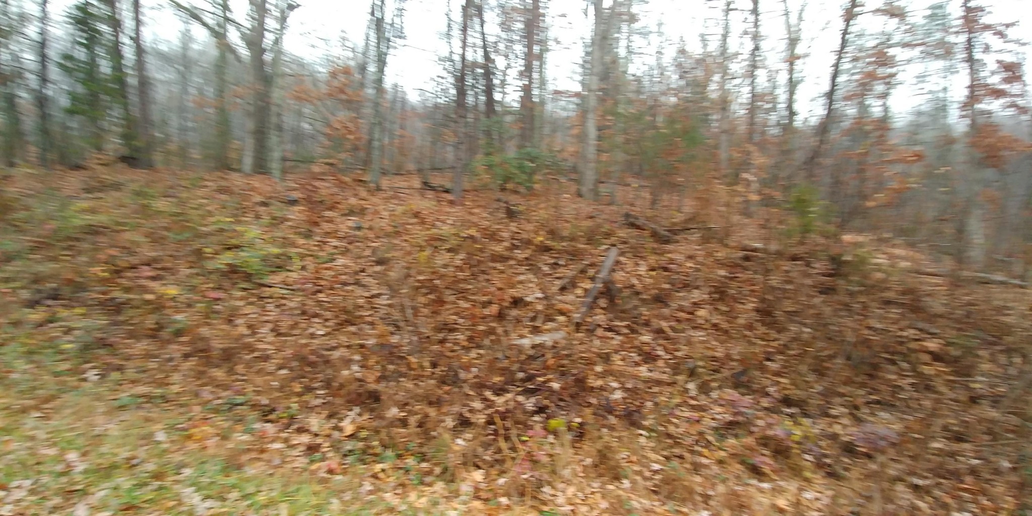0 Greasy Cove Road Cosby, TN 37722 - Photo 6 of 9 Gallery Image 6