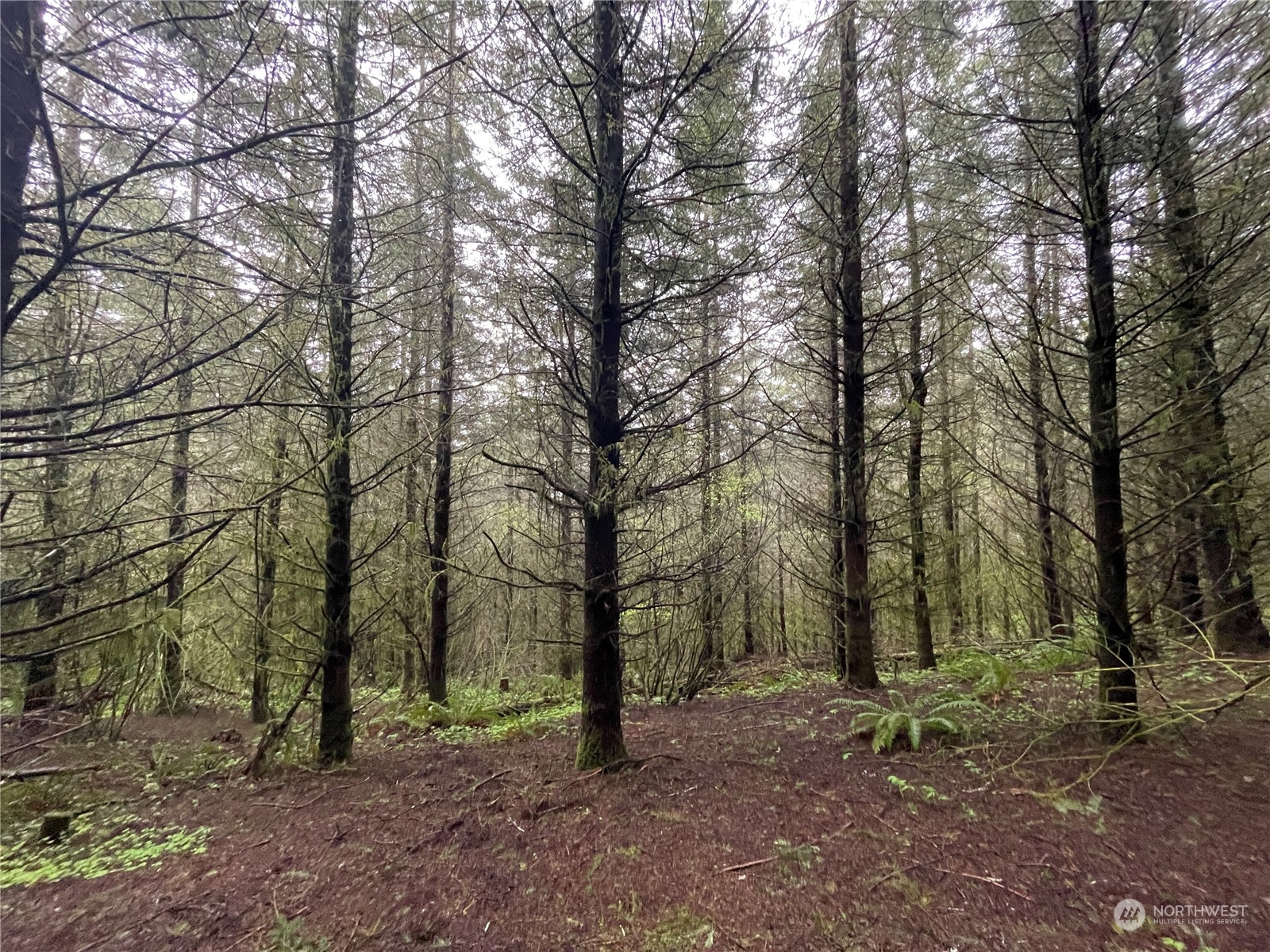 0 Weyerhaeuser Road Kalama, WA 98625 - Photo 1 of 9 Gallery Image 1