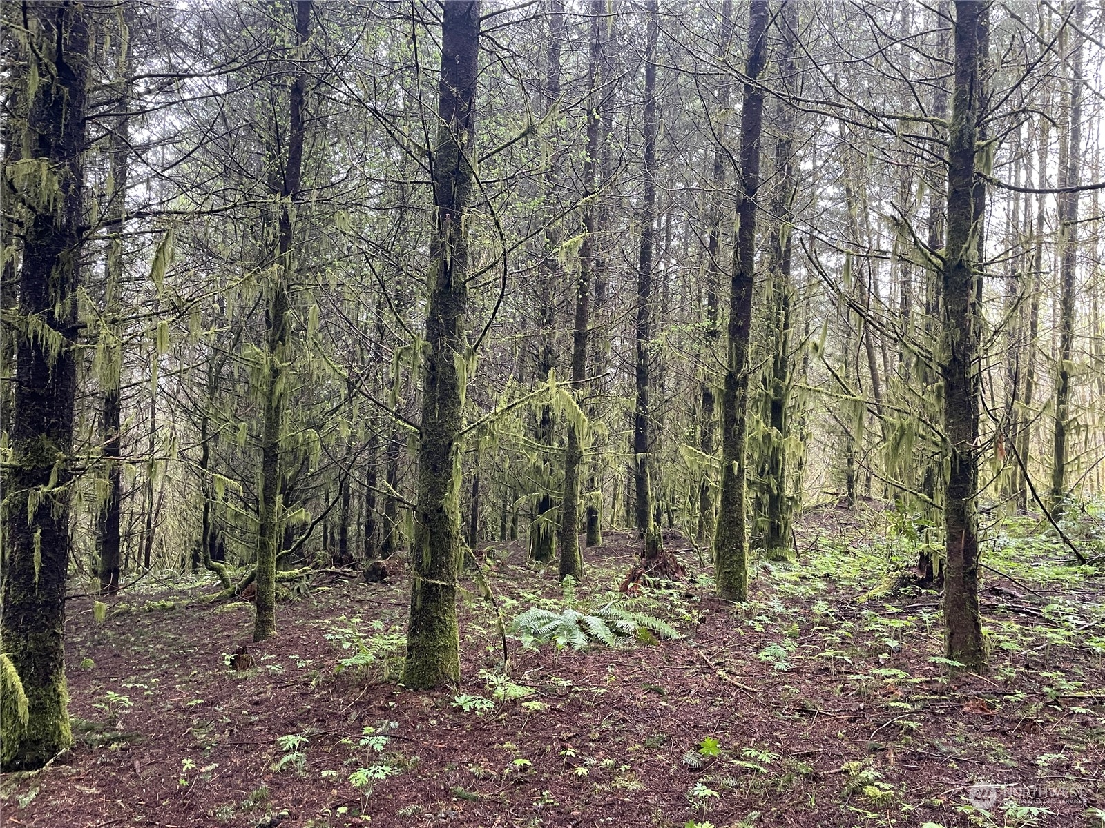 0 Weyerhaeuser Road Kalama, WA 98625 - Photo 3 of 9 Gallery Image 3