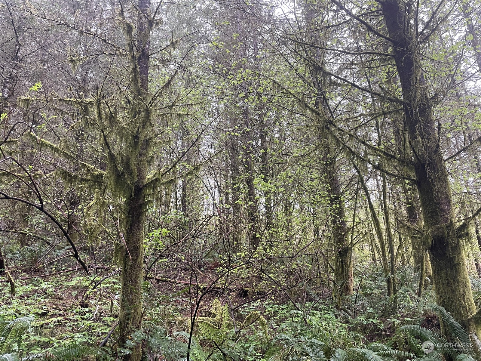 0 Weyerhaeuser Road Kalama, WA 98625 - Photo 4 of 9 Gallery Image 4