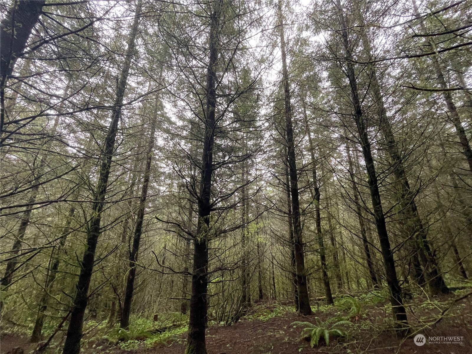 0 Weyerhaeuser Road Kalama, WA 98625 - Photo 5 of 9 Gallery Image 5