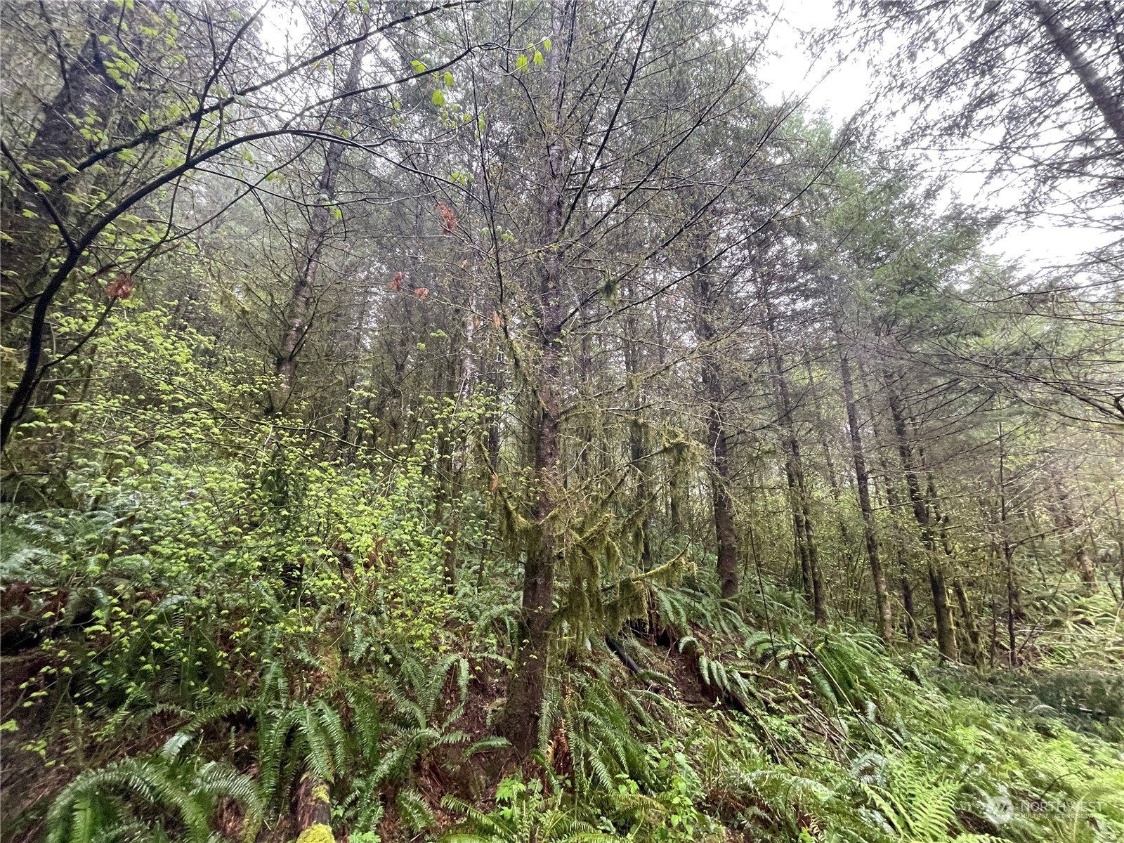0 Weyerhaeuser Road Kalama, WA 98625 - Photo 6 of 9 Gallery Image 6