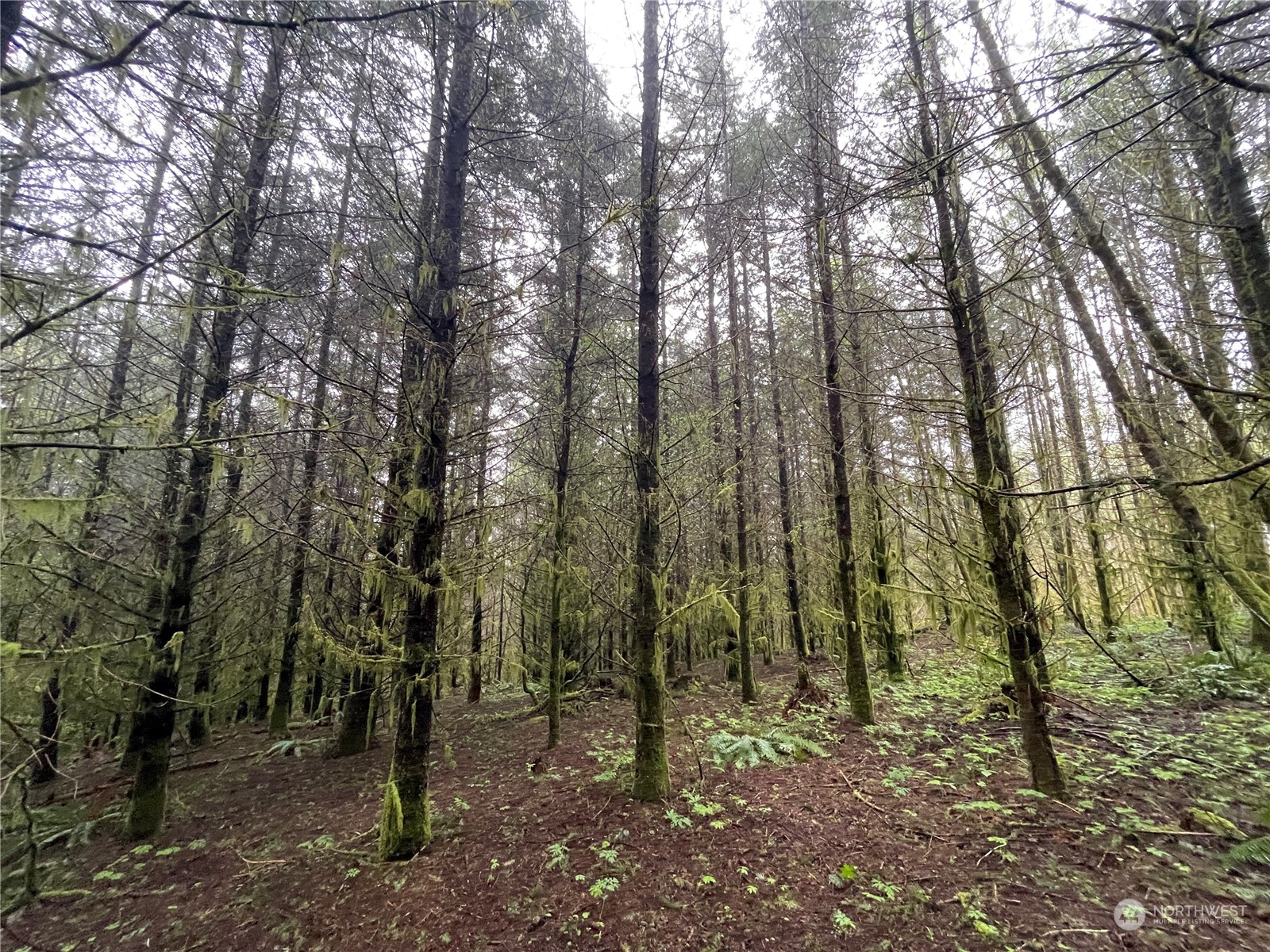 0 Weyerhaeuser Road Kalama, WA 98625 - Photo 9 of 9 Gallery Image 9
