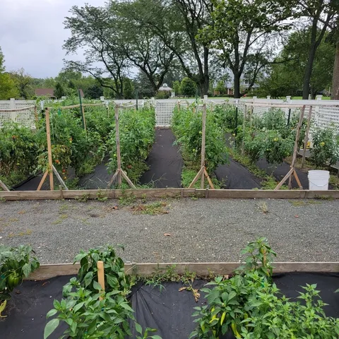 a view of a garden with a bench and some plants