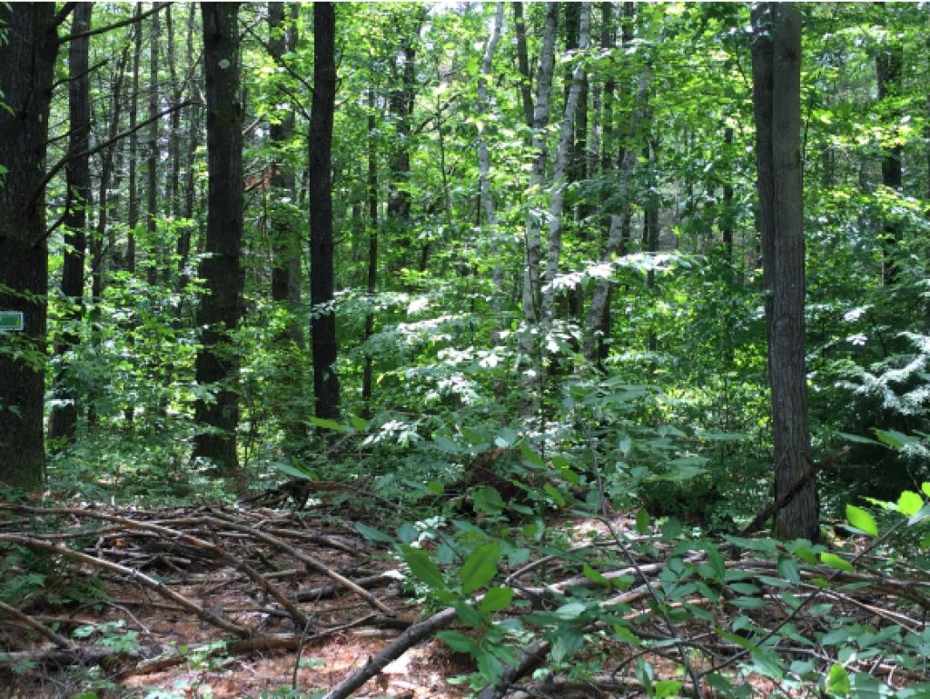 34-45 Sawyer Road Rindge, NH 03461 - Photo 5 of 5