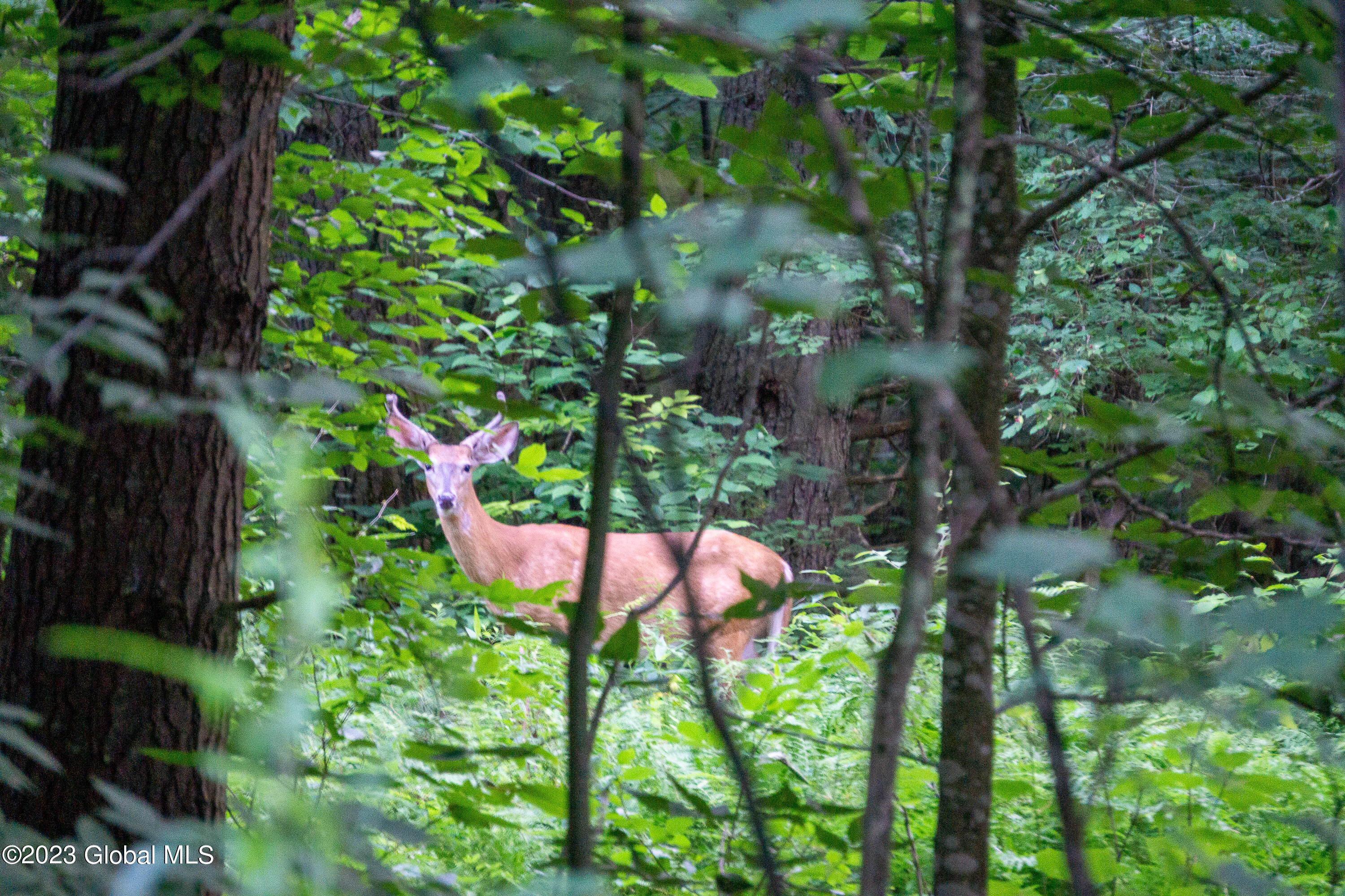 198 Hope Falls Road Hope, NY 12134 - Photo 30 of 38 DSC02359