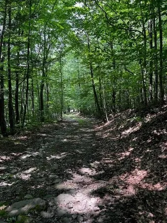 a view of a forest with trees