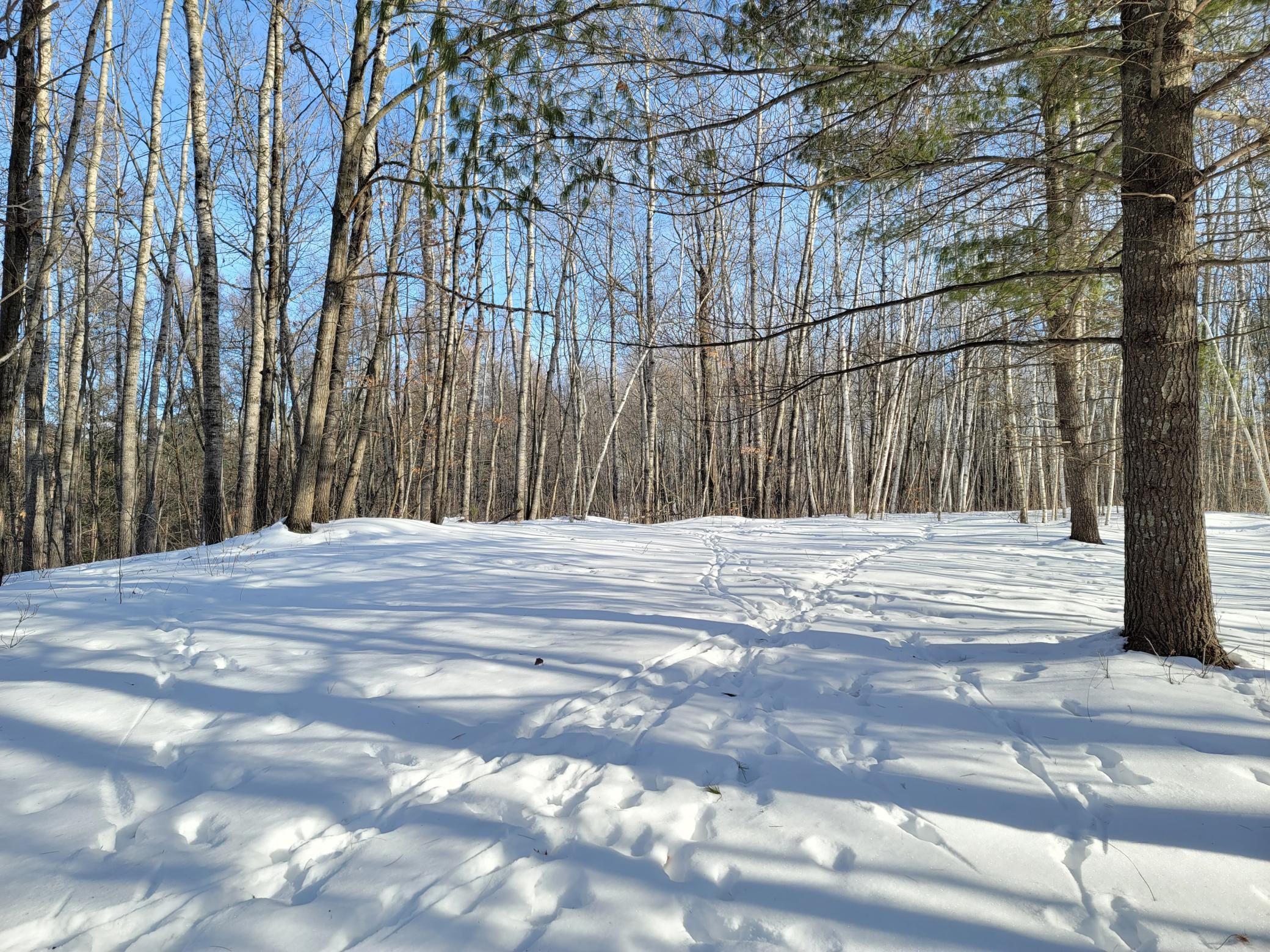 0 County Road West Weyerhaeuser, WI 54895 - Photo 1 of 1 Gallery Image 1