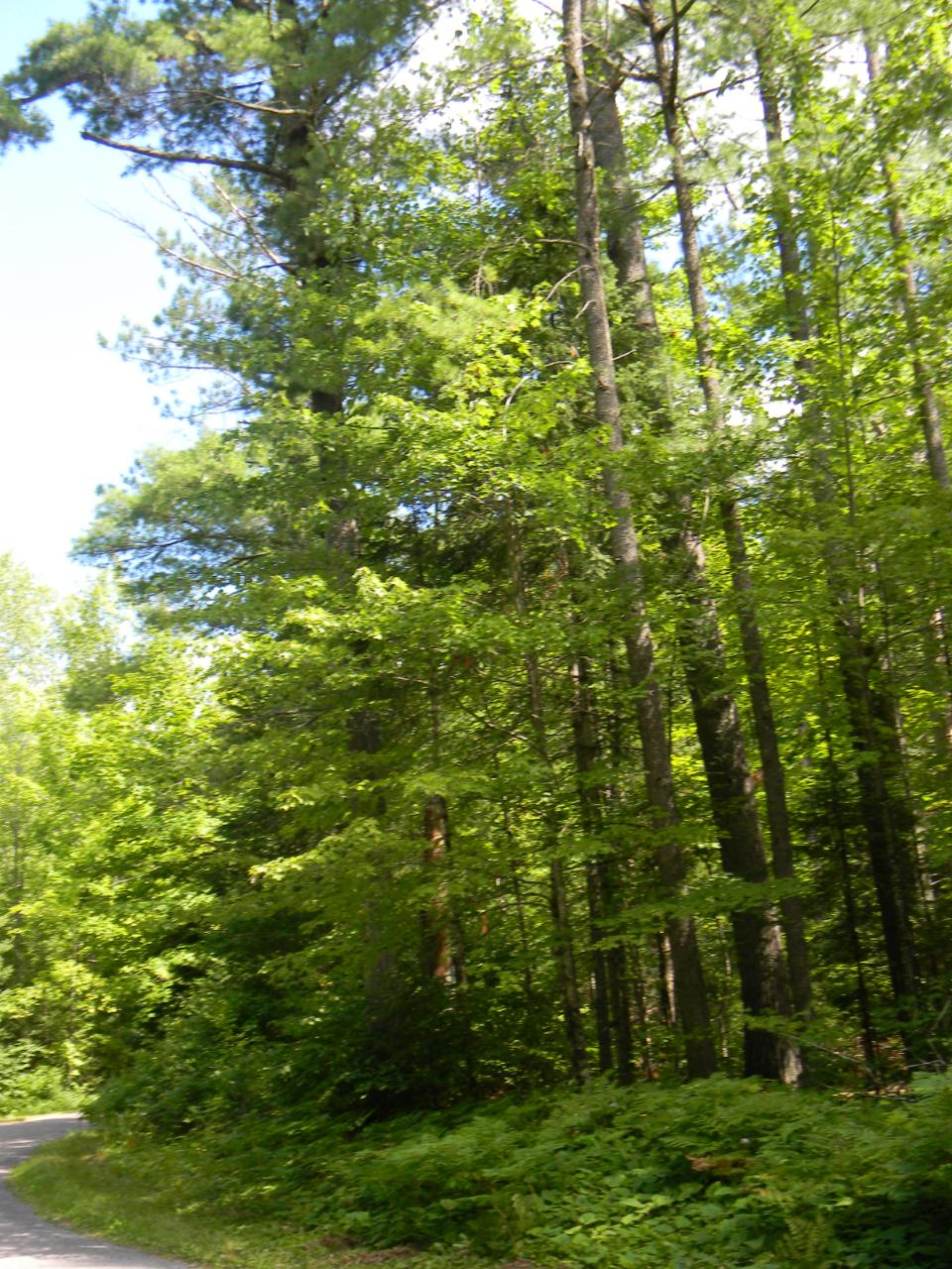 Lot 23 Deer Trail Road Manitowish Waters, WI 54545 - Photo 2 of 13 Gallery Image 2