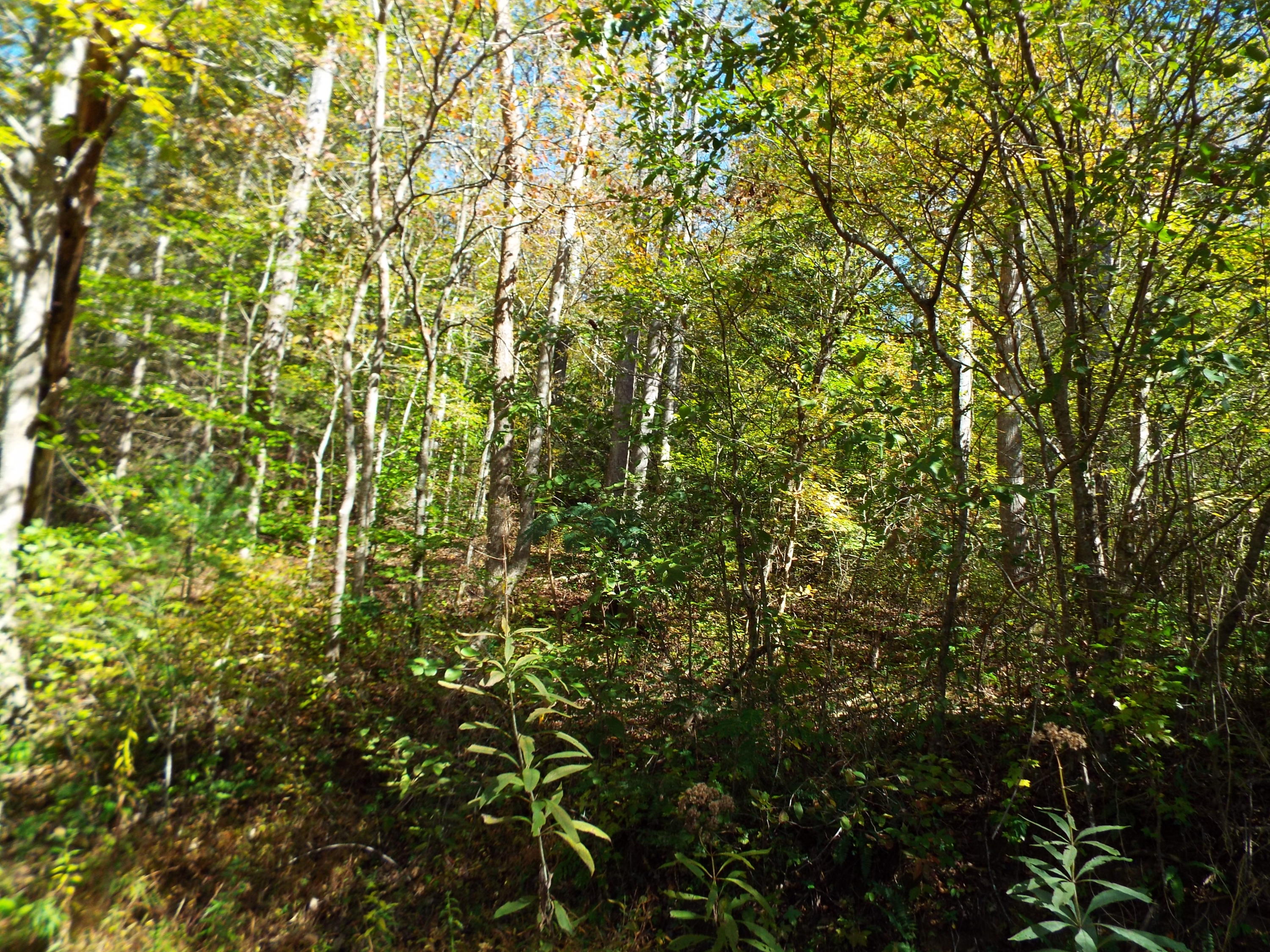 086 Otto Williams Road Cosby, TN 37722 - Photo 11 of 29 DSCF8684