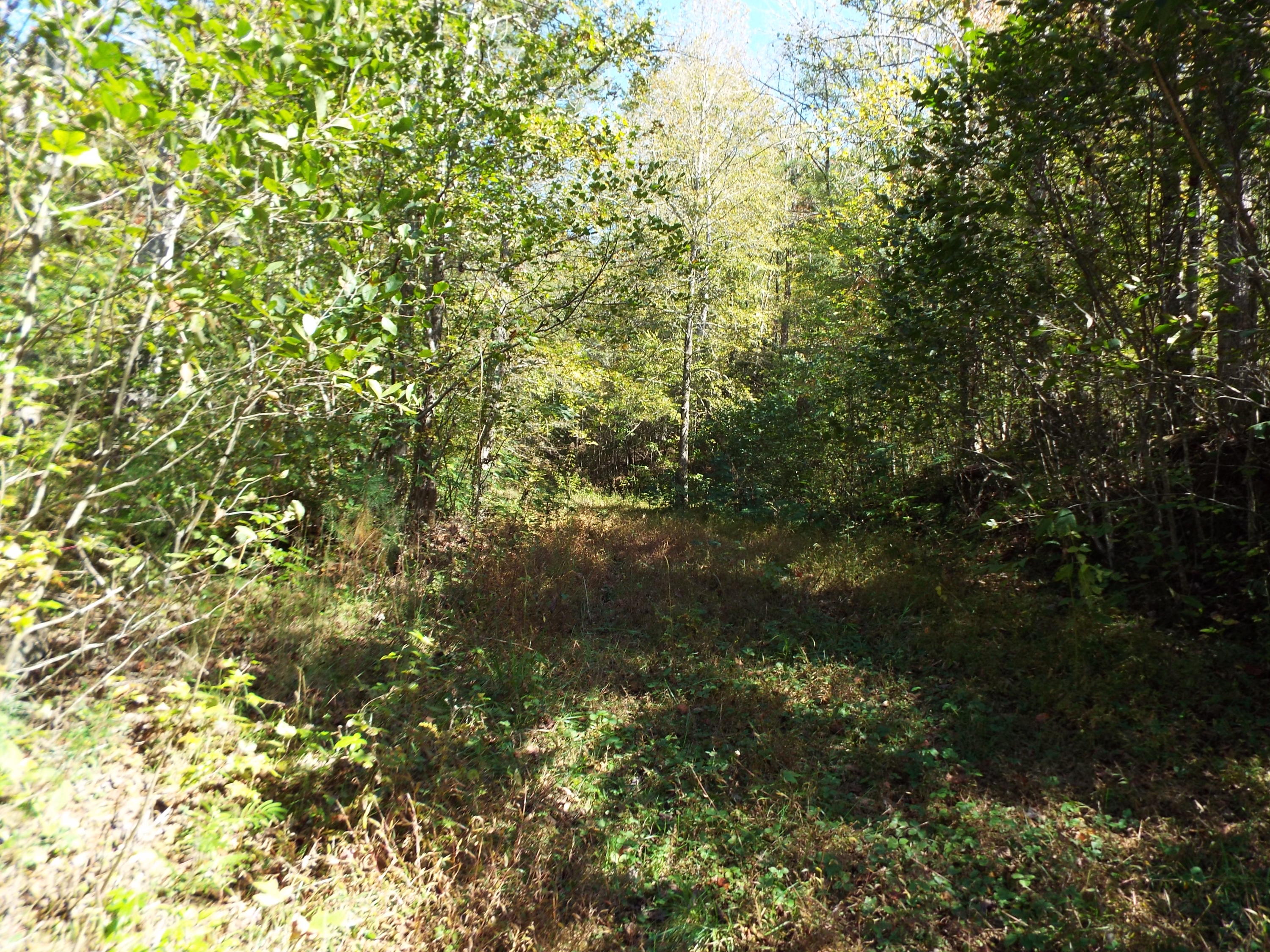086 Otto Williams Road Cosby, TN 37722 - Photo 12 of 29 DSCF8685
