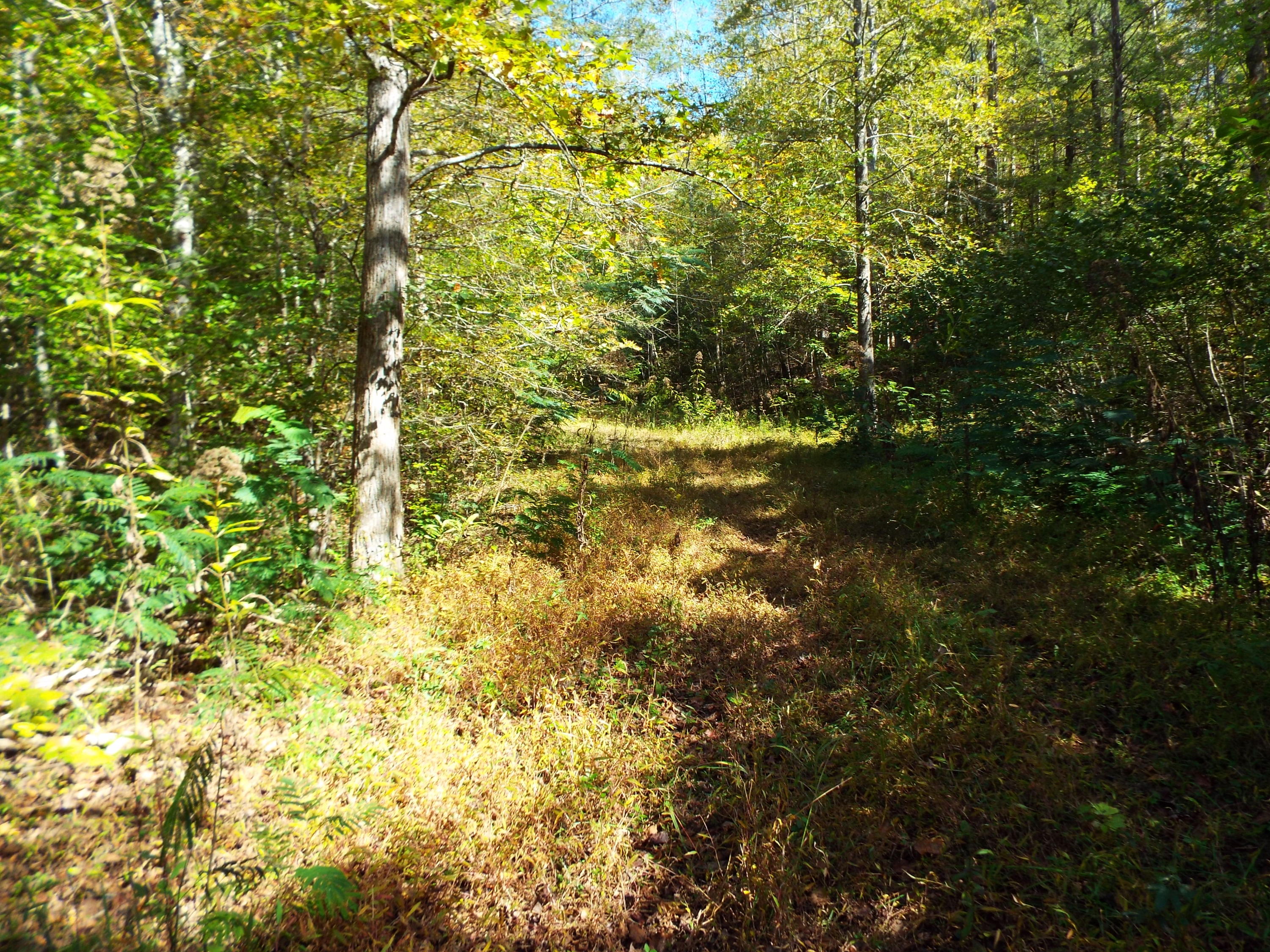 086 Otto Williams Road Cosby, TN 37722 - Photo 13 of 29 DSCF8686