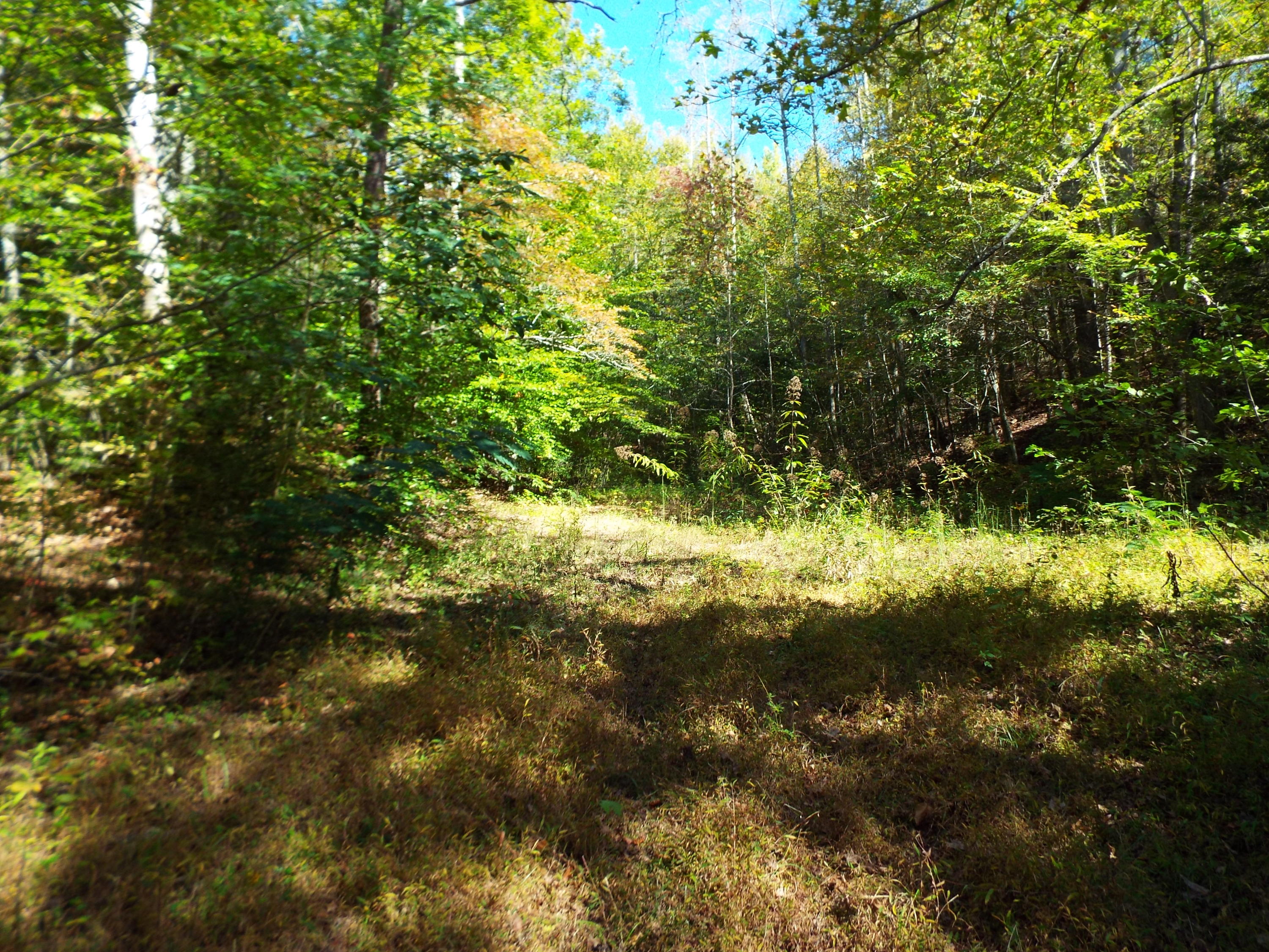 086 Otto Williams Road Cosby, TN 37722 - Photo 14 of 29 DSCF8687