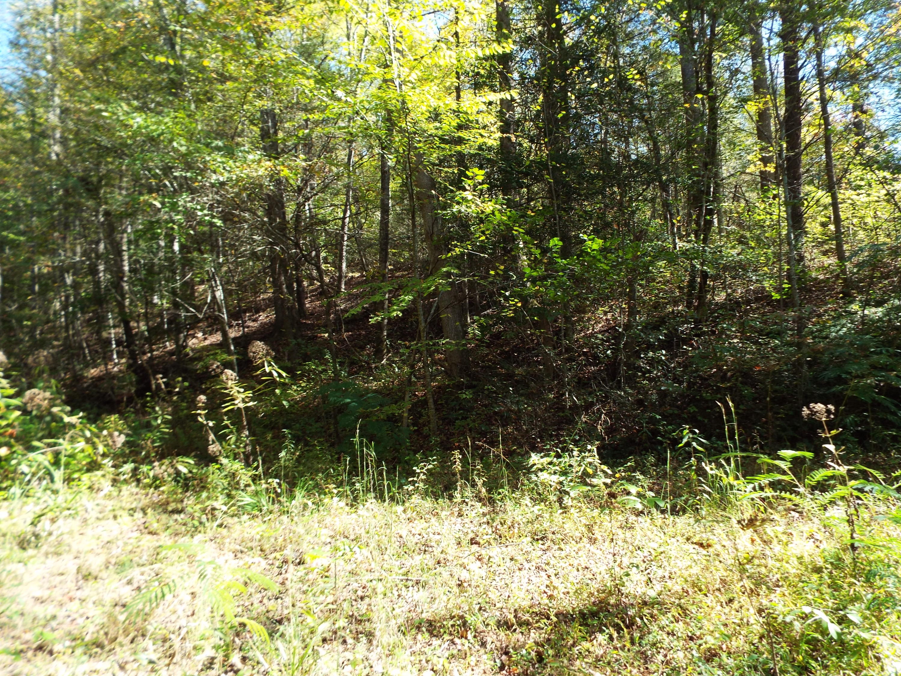 086 Otto Williams Road Cosby, TN 37722 - Photo 15 of 29 DSCF8688