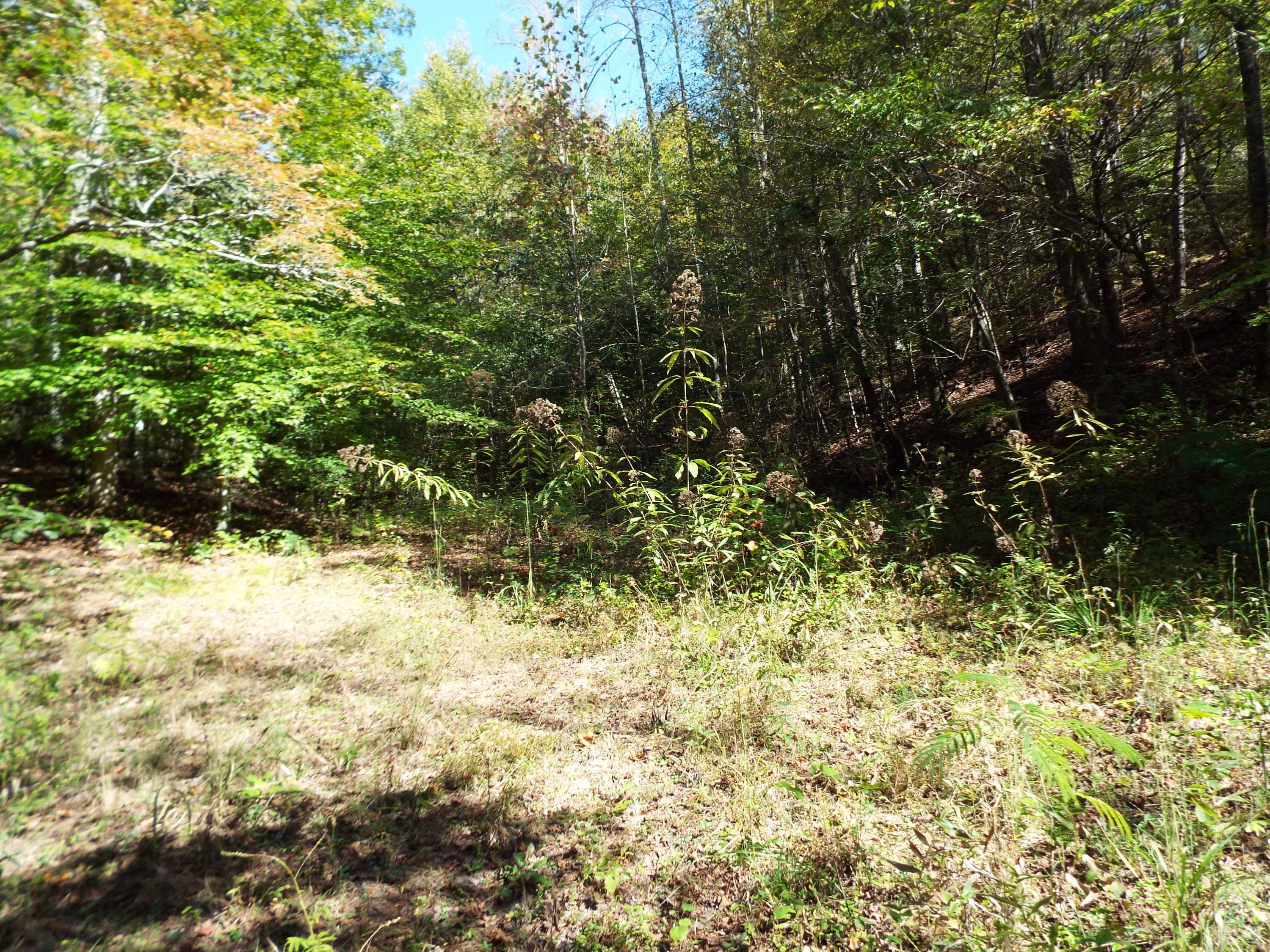 086 Otto Williams Road Cosby, TN 37722 - Photo 16 of 29 DSCF8689