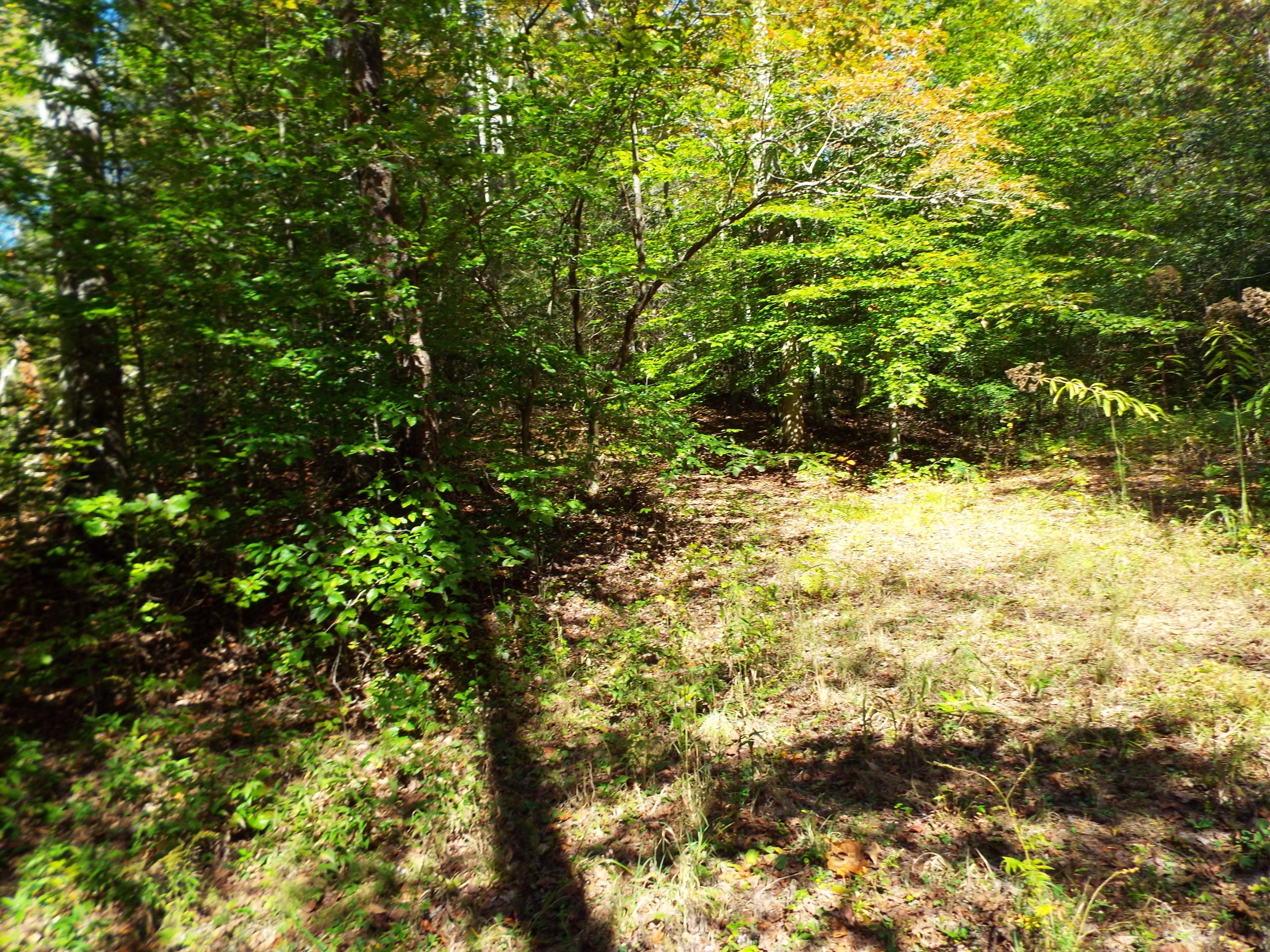 086 Otto Williams Road Cosby, TN 37722 - Photo 17 of 29 DSCF8690