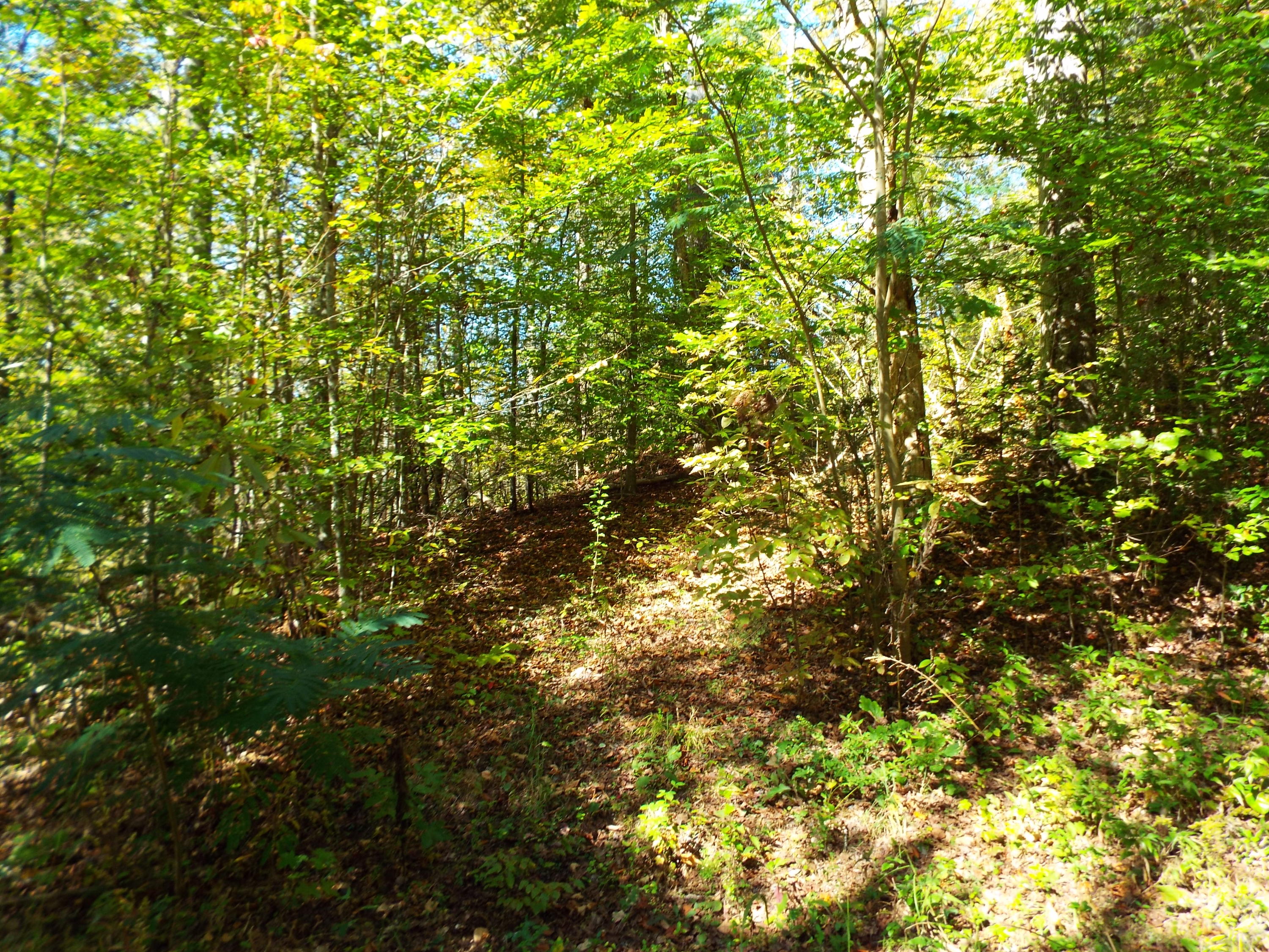 086 Otto Williams Road Cosby, TN 37722 - Photo 18 of 29 DSCF8691