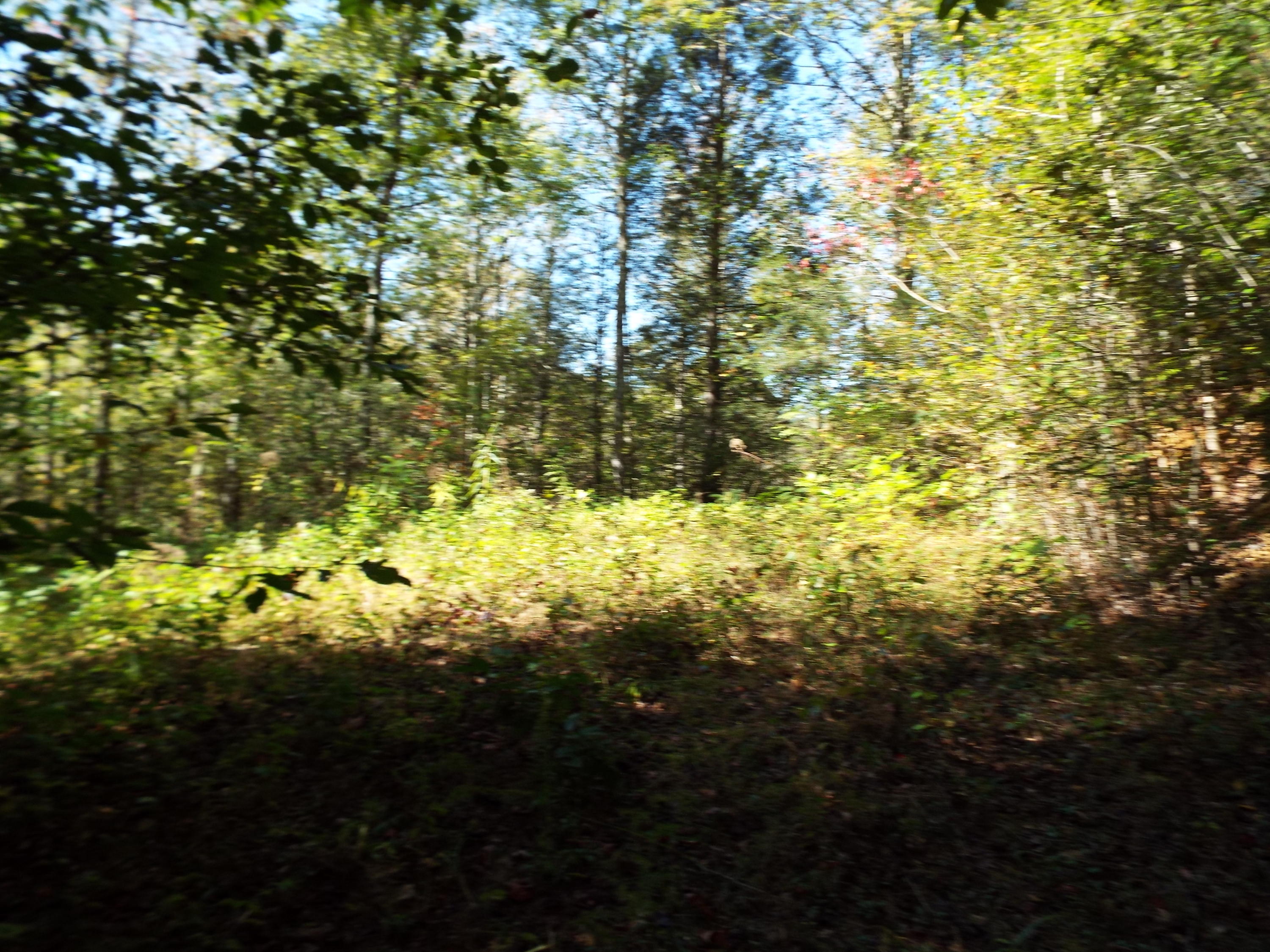 086 Otto Williams Road Cosby, TN 37722 - Photo 20 of 29 DSCF8693