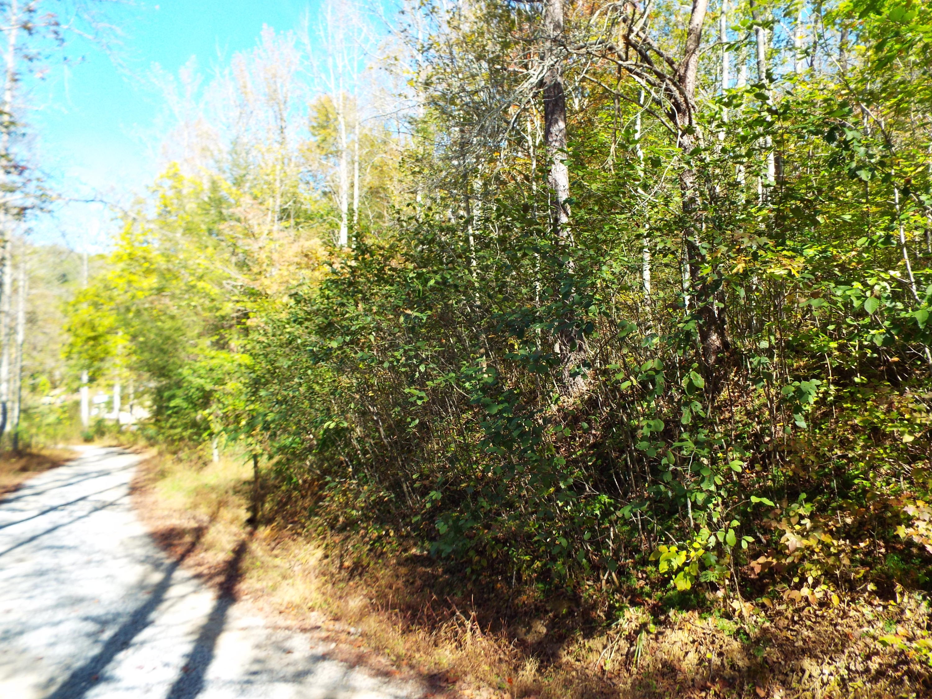 086 Otto Williams Road Cosby, TN 37722 - Photo 3 of 29 DSCF8676