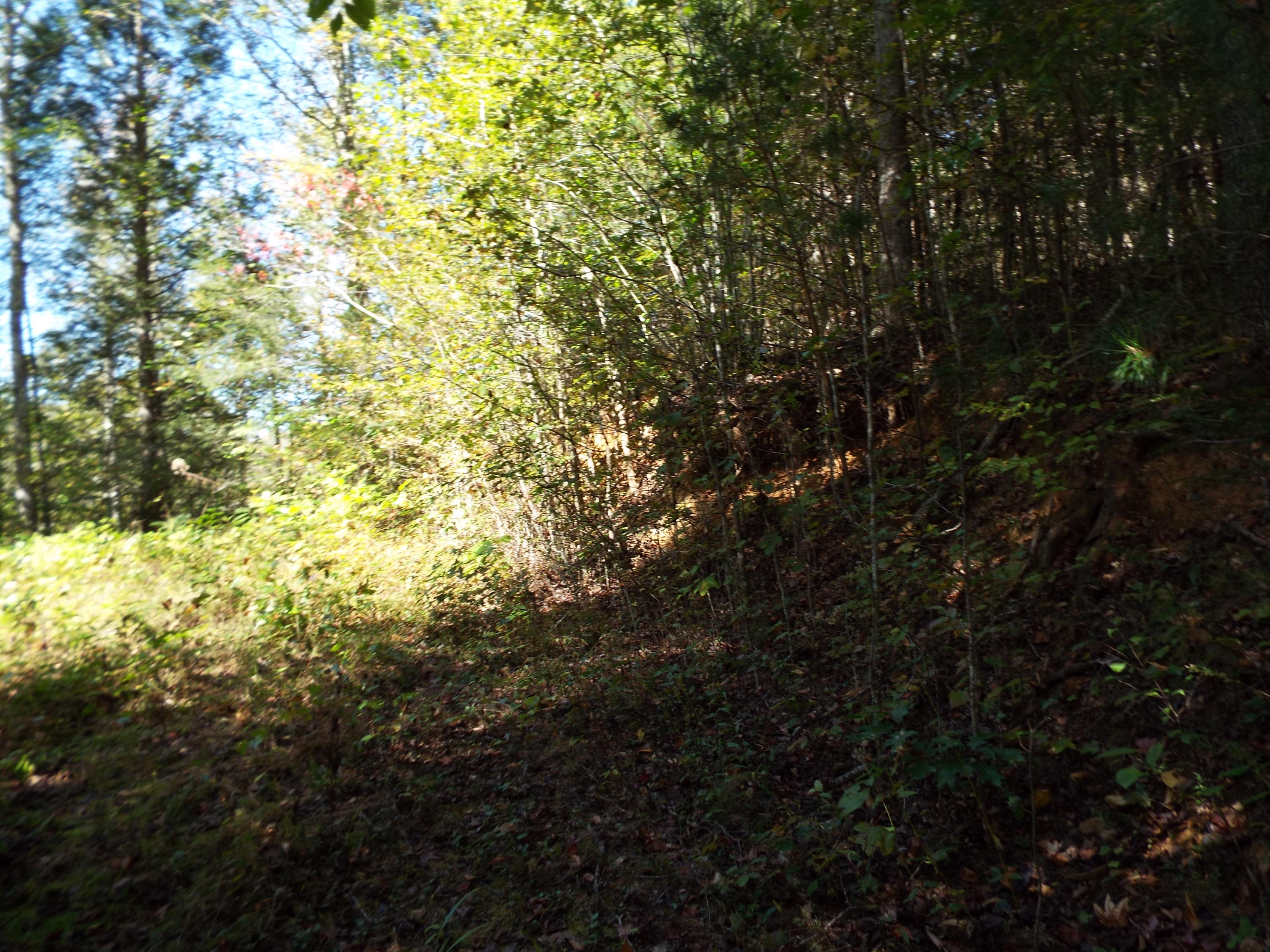 086 Otto Williams Road Cosby, TN 37722 - Photo 21 of 29 DSCF8694