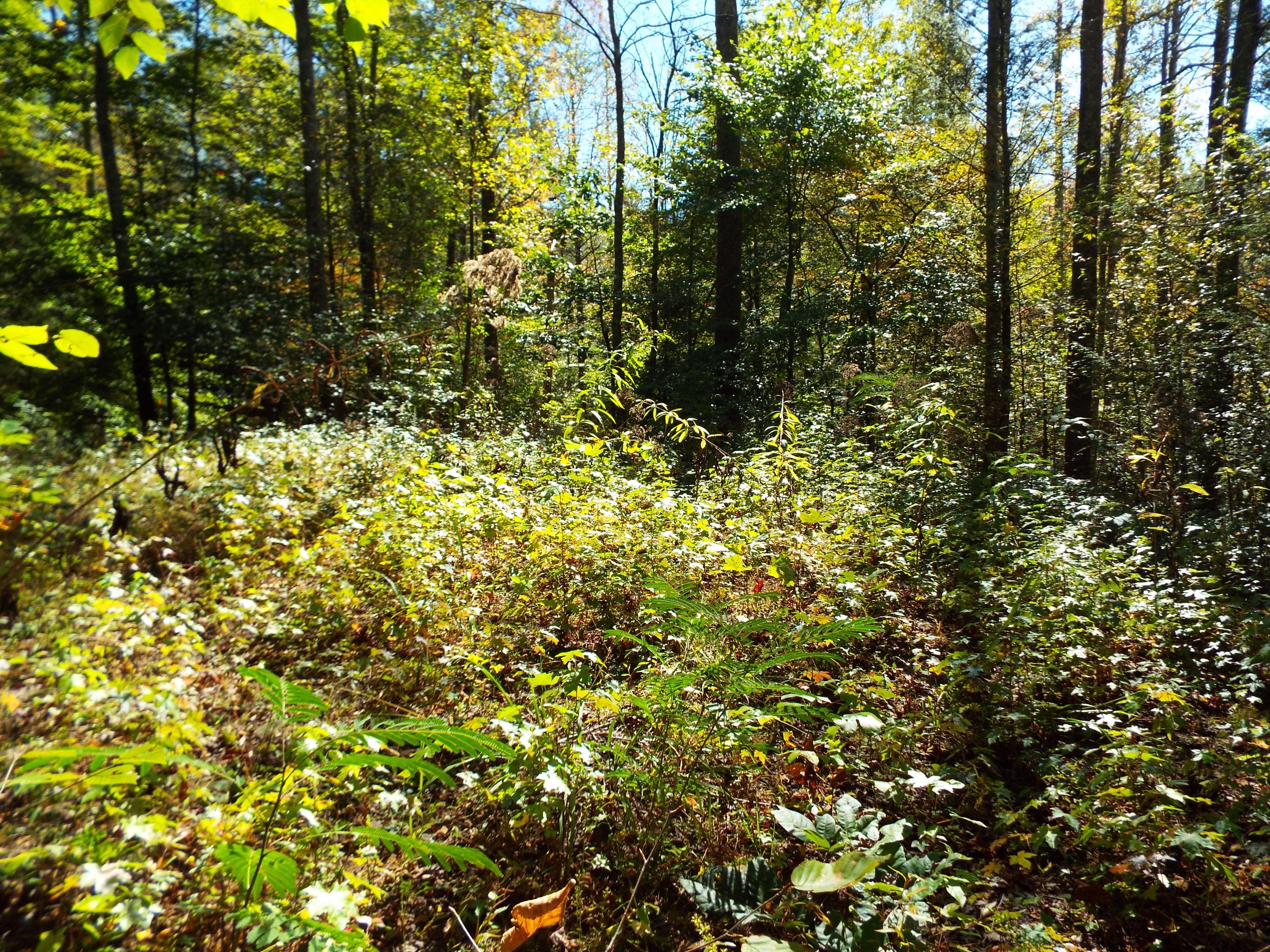 086 Otto Williams Road Cosby, TN 37722 - Photo 22 of 29 DSCF8695
