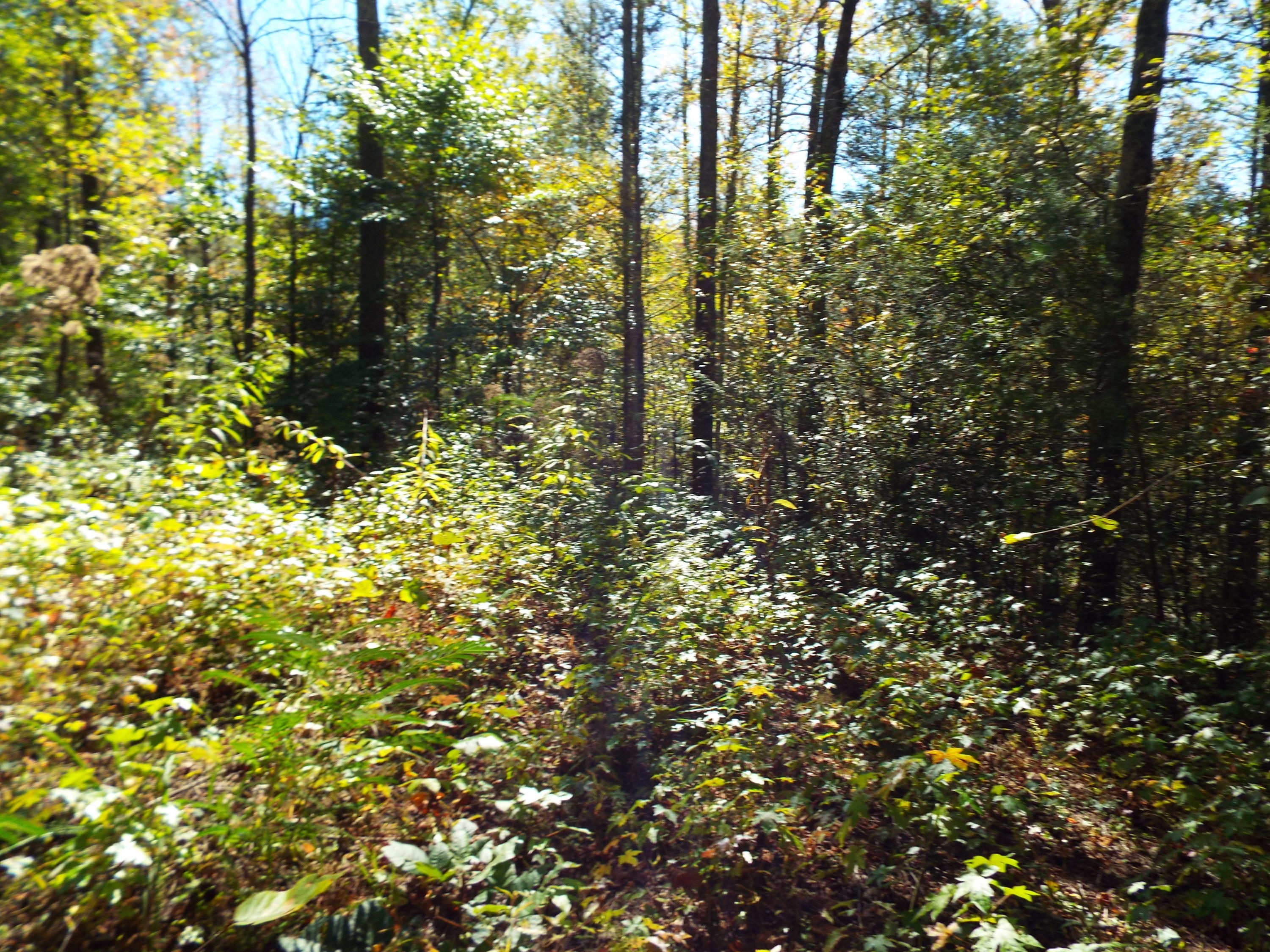 086 Otto Williams Road Cosby, TN 37722 - Photo 23 of 29 DSCF8696