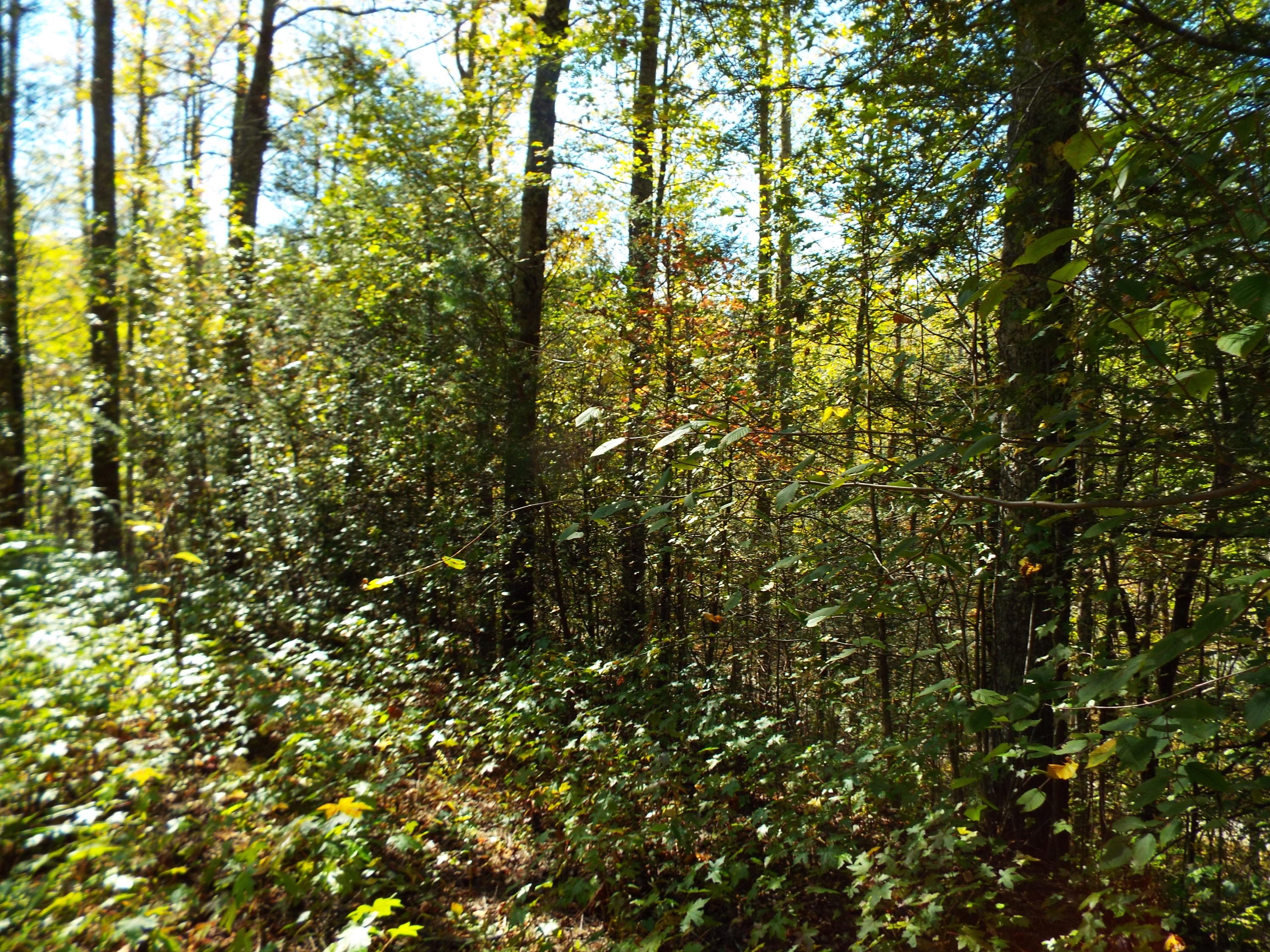 086 Otto Williams Road Cosby, TN 37722 - Photo 24 of 29 DSCF8697