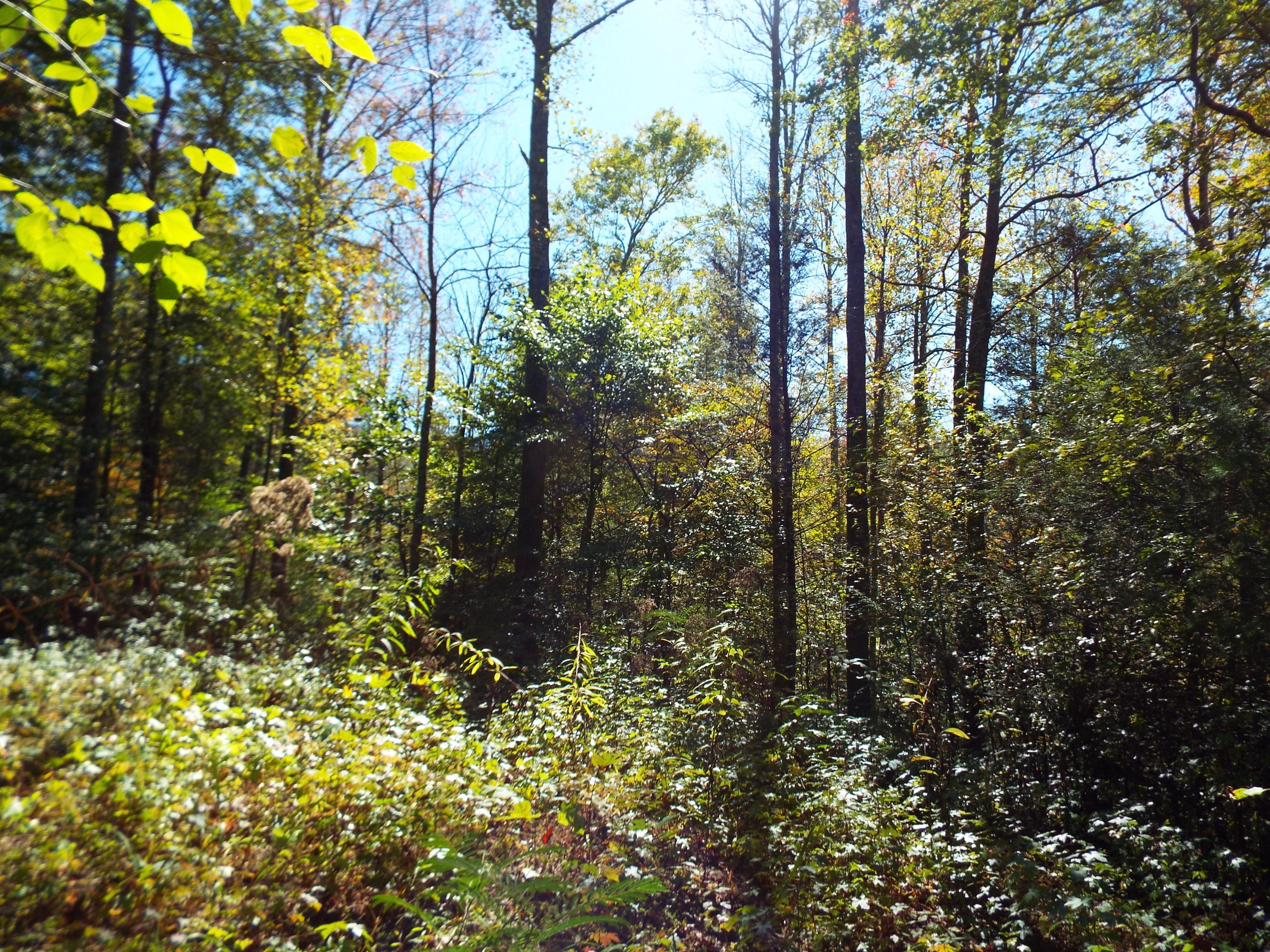 086 Otto Williams Road Cosby, TN 37722 - Photo 25 of 29 DSCF8698