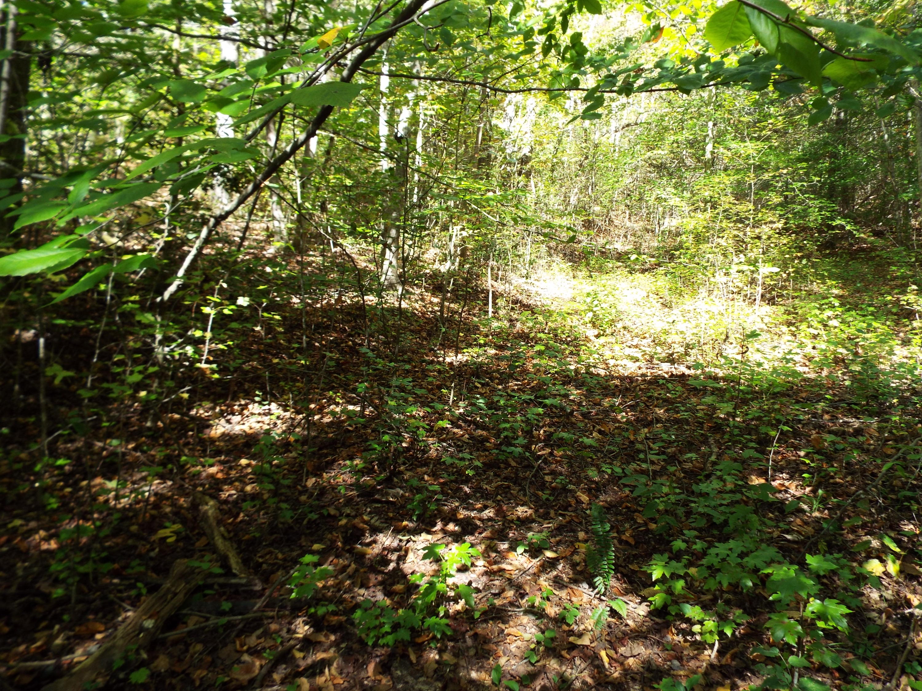 086 Otto Williams Road Cosby, TN 37722 - Photo 26 of 29 DSCF8699