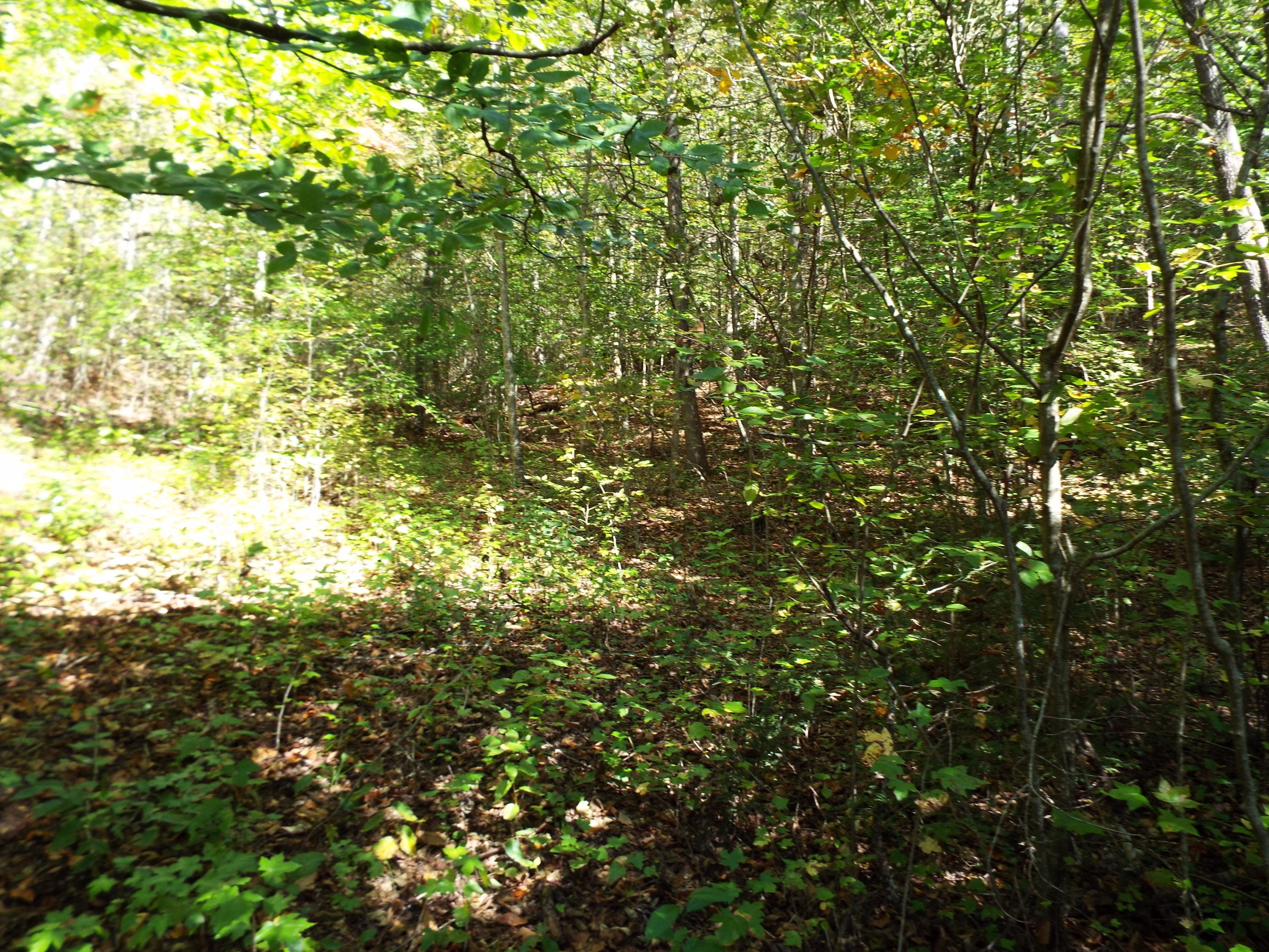 086 Otto Williams Road Cosby, TN 37722 - Photo 27 of 29 DSCF8700