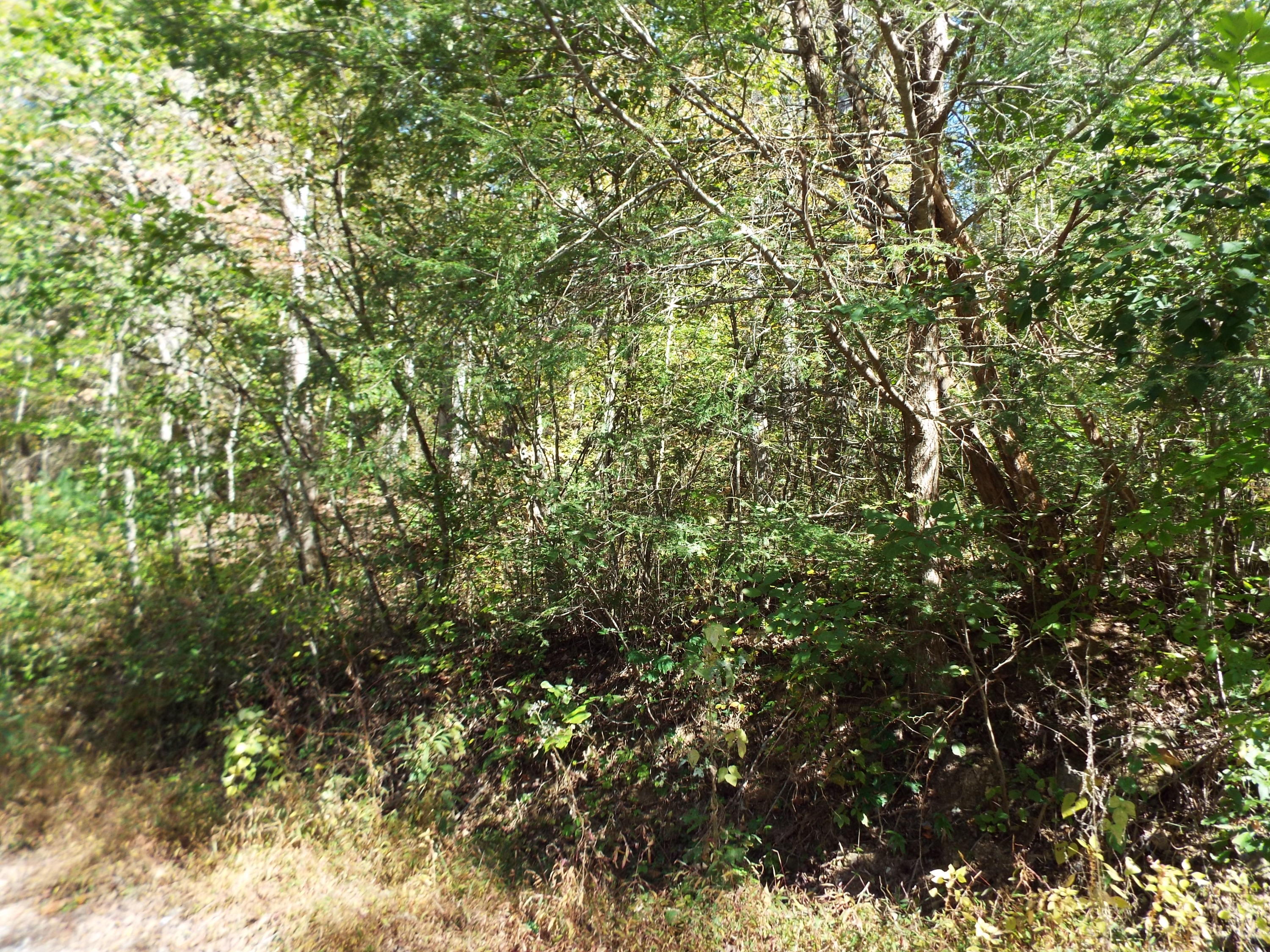 086 Otto Williams Road Cosby, TN 37722 - Photo 9 of 29 DSCF8682