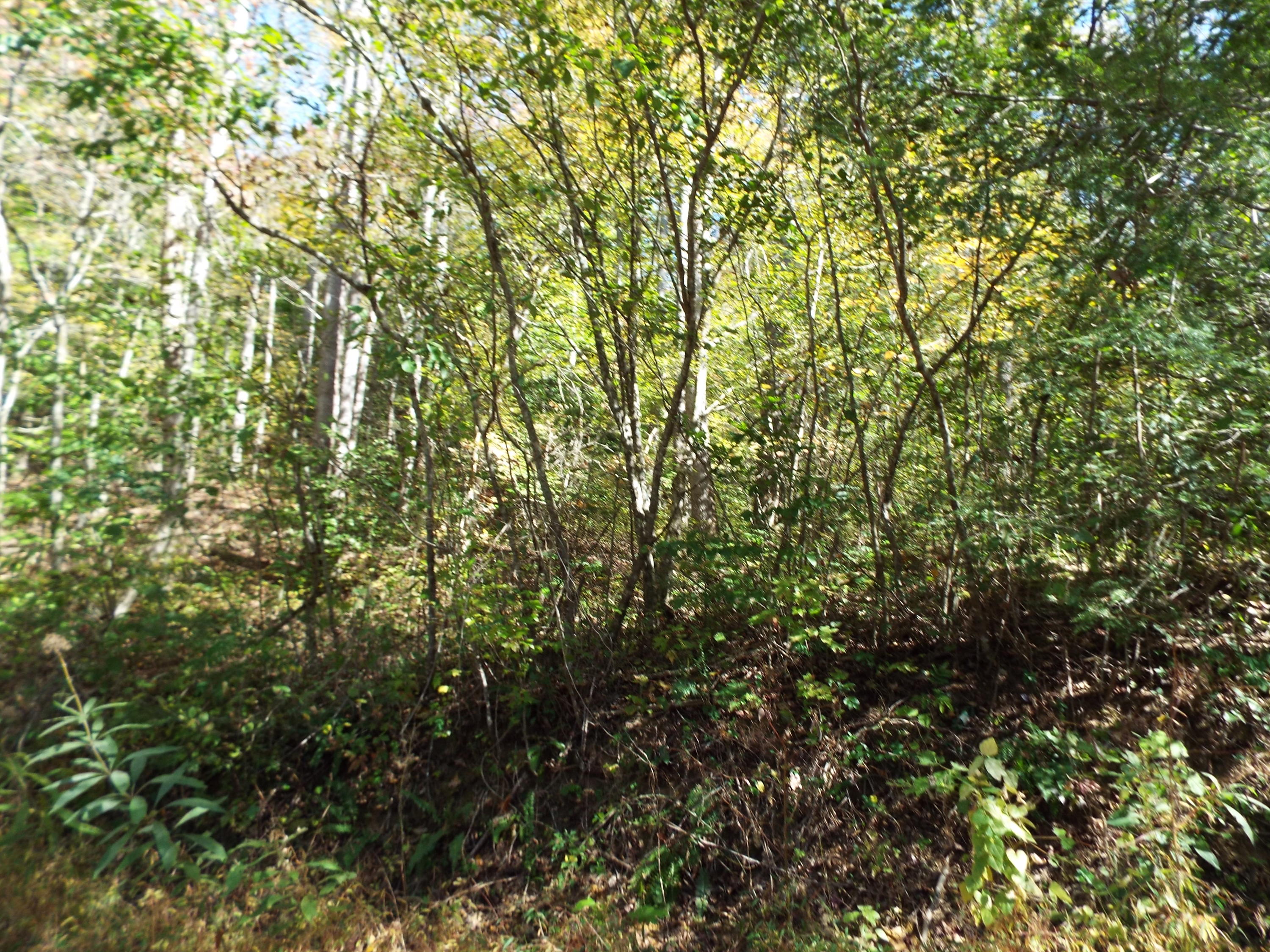 086 Otto Williams Road Cosby, TN 37722 - Photo 10 of 29 DSCF8683