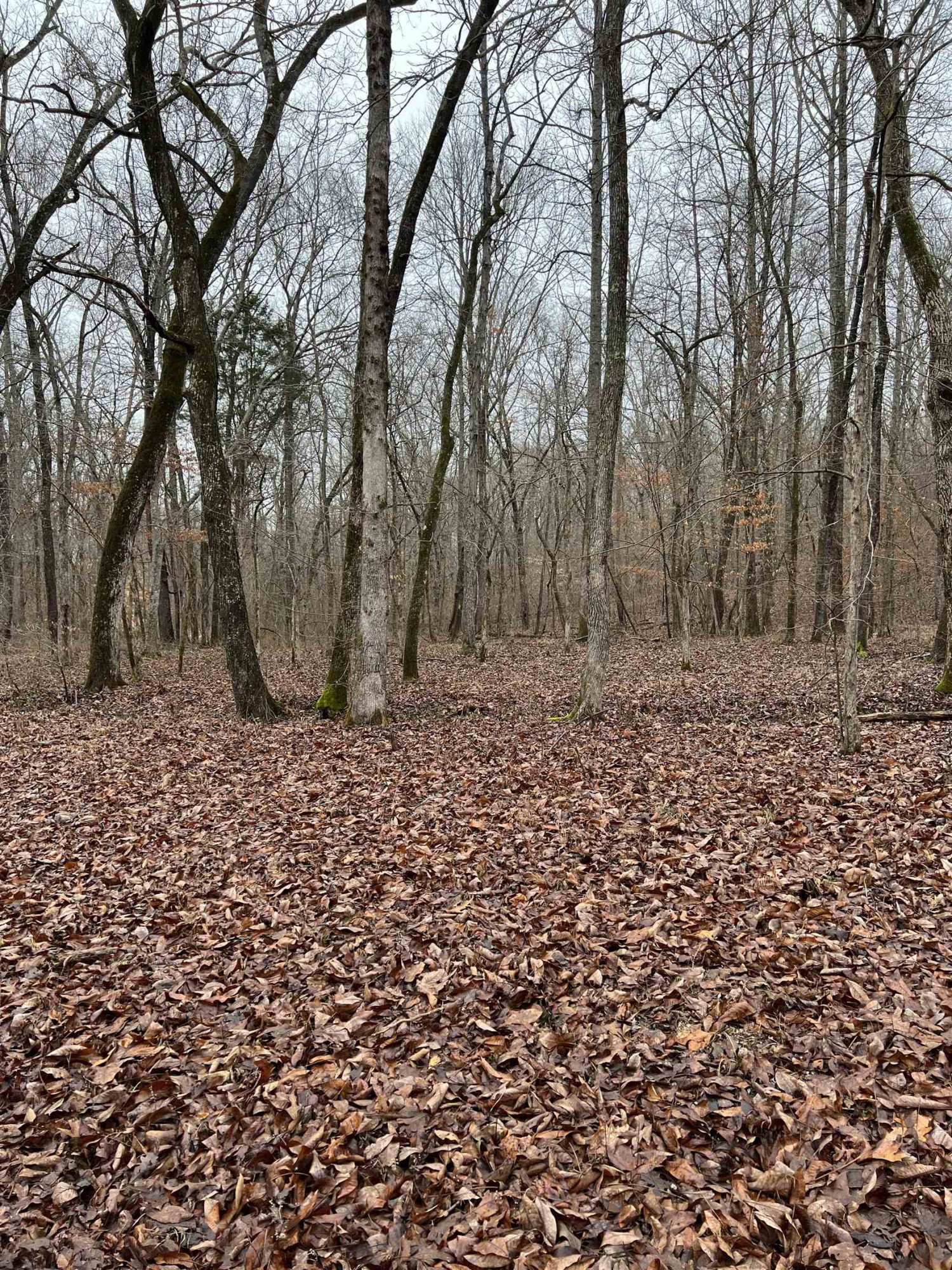 Point Mason (parcel 25) Road Big Sandy, TN 38221 - Photo 1 of 2 Photo 1
