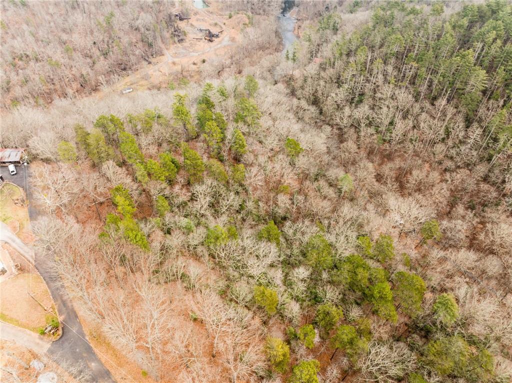 377 Soldiers Path Dahlonega, GA 30533 - Photo 15 of 25 a close up of a plant with lots of bushes