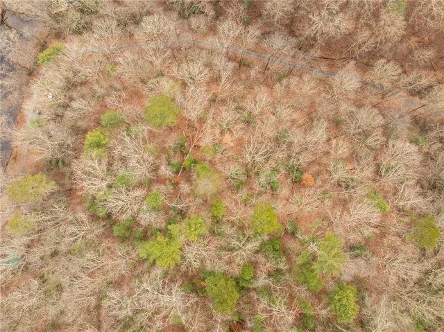 a close up of a plant