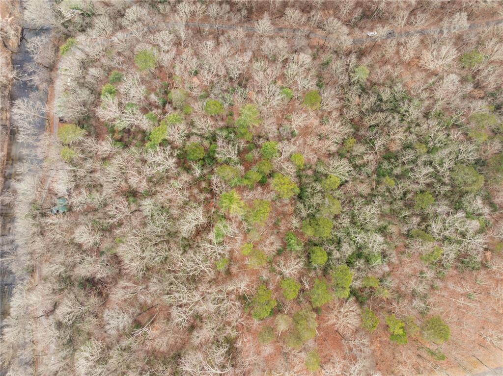 377 Soldiers Path Dahlonega, GA 30533 - Photo 22 of 25 a close up of a plant