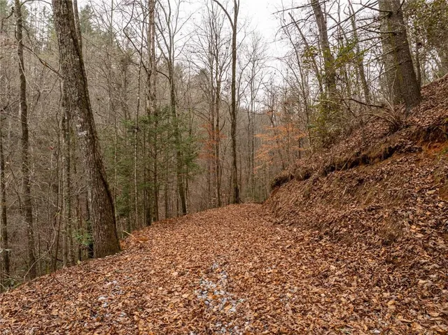 a view of a yard with trees