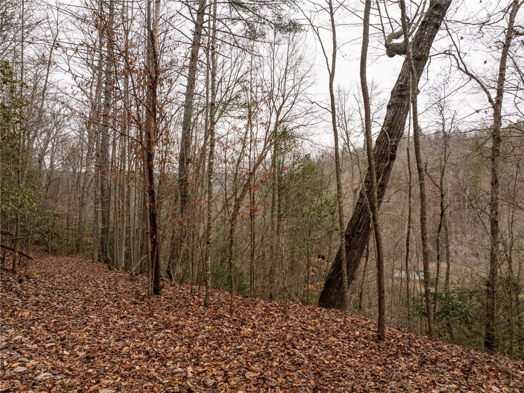 377 Soldiers Path Dahlonega, GA 30533 - Photo 6 of 25 a view of a yard with trees