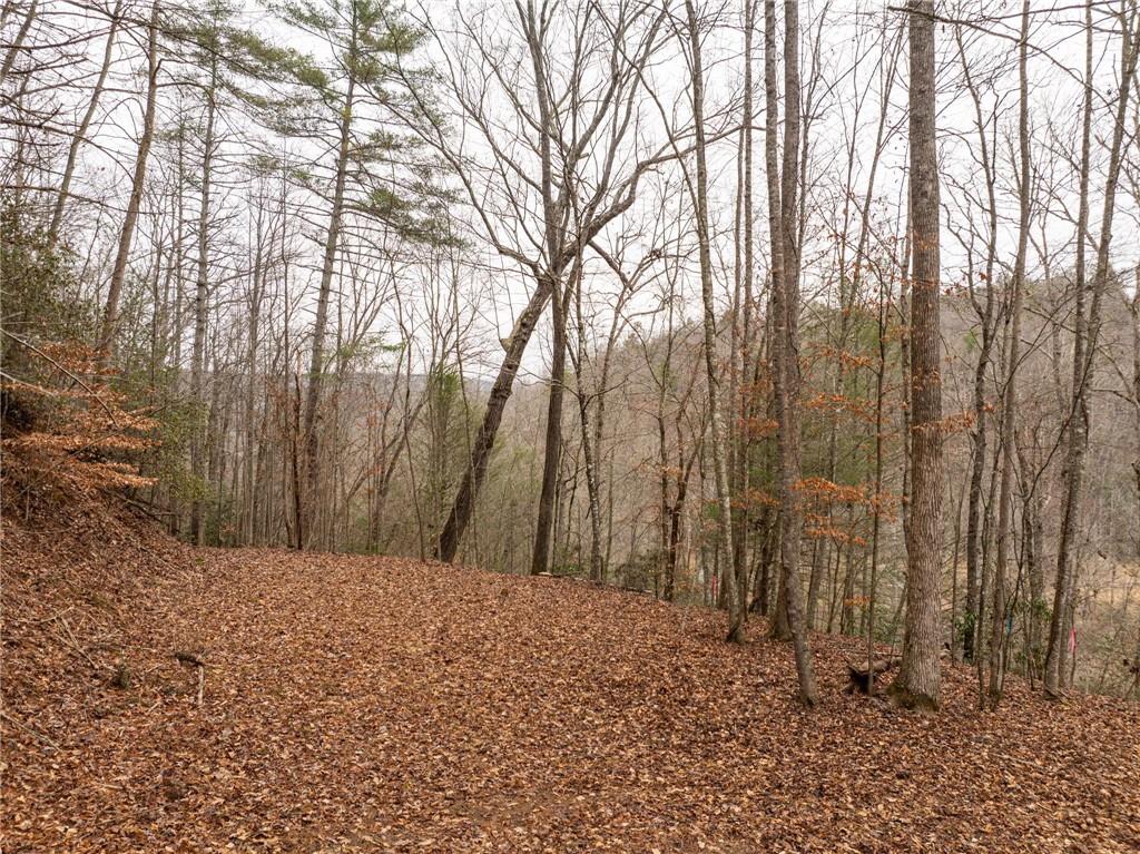 377 Soldiers Path Dahlonega, GA 30533 - Photo 7 of 25 a view of backyard with tree