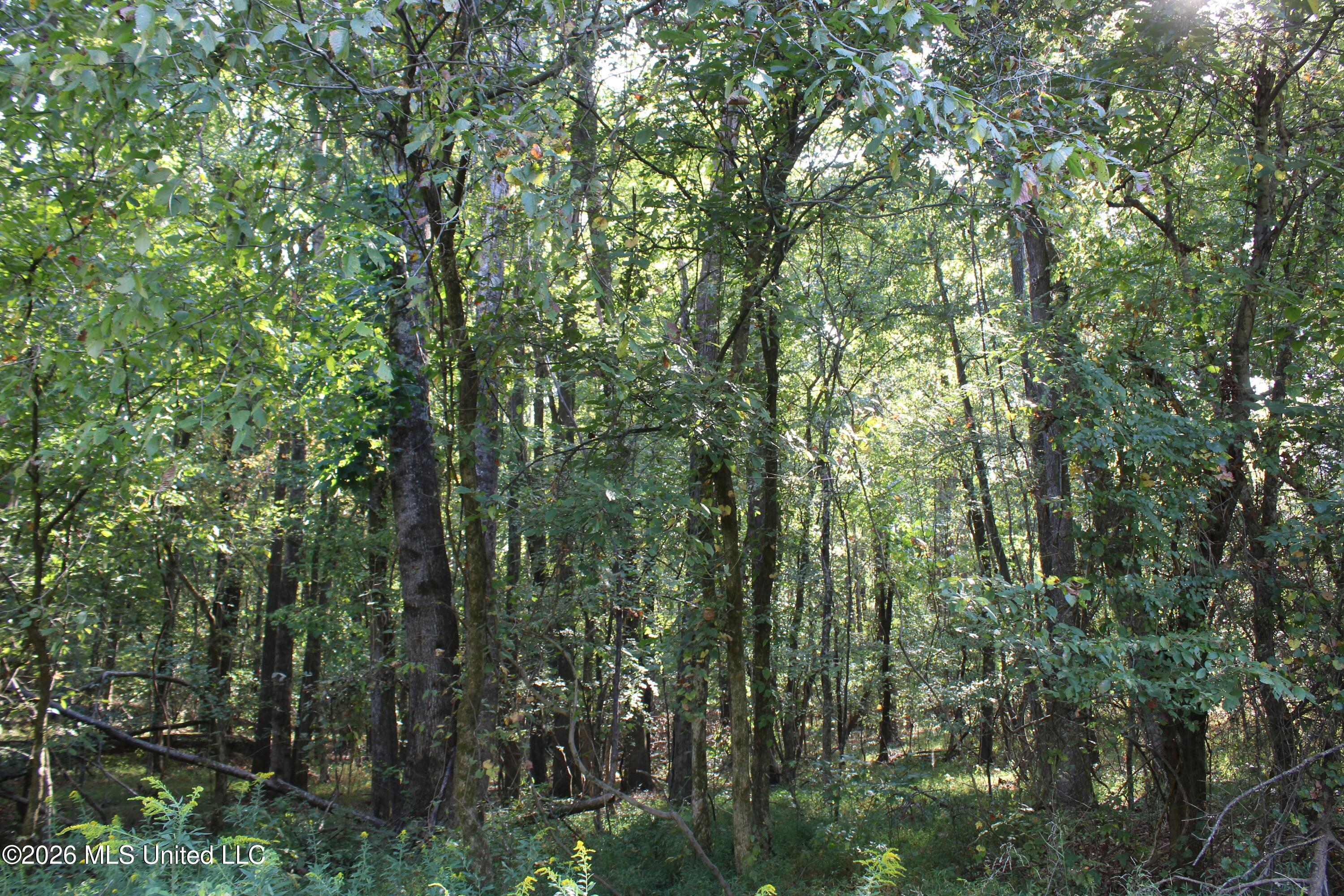15 Tulane Road Nesbit, MS 38651 - Photo 56 of 64 IMG_8224